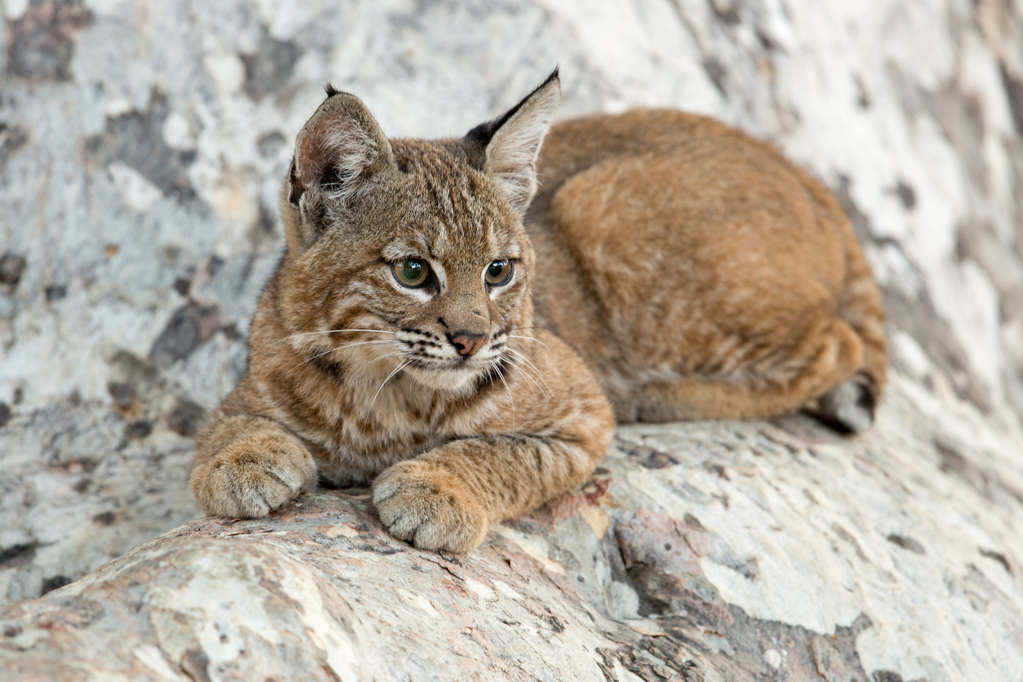 Wallpapers cats big cat Lynx lynx on the desktop