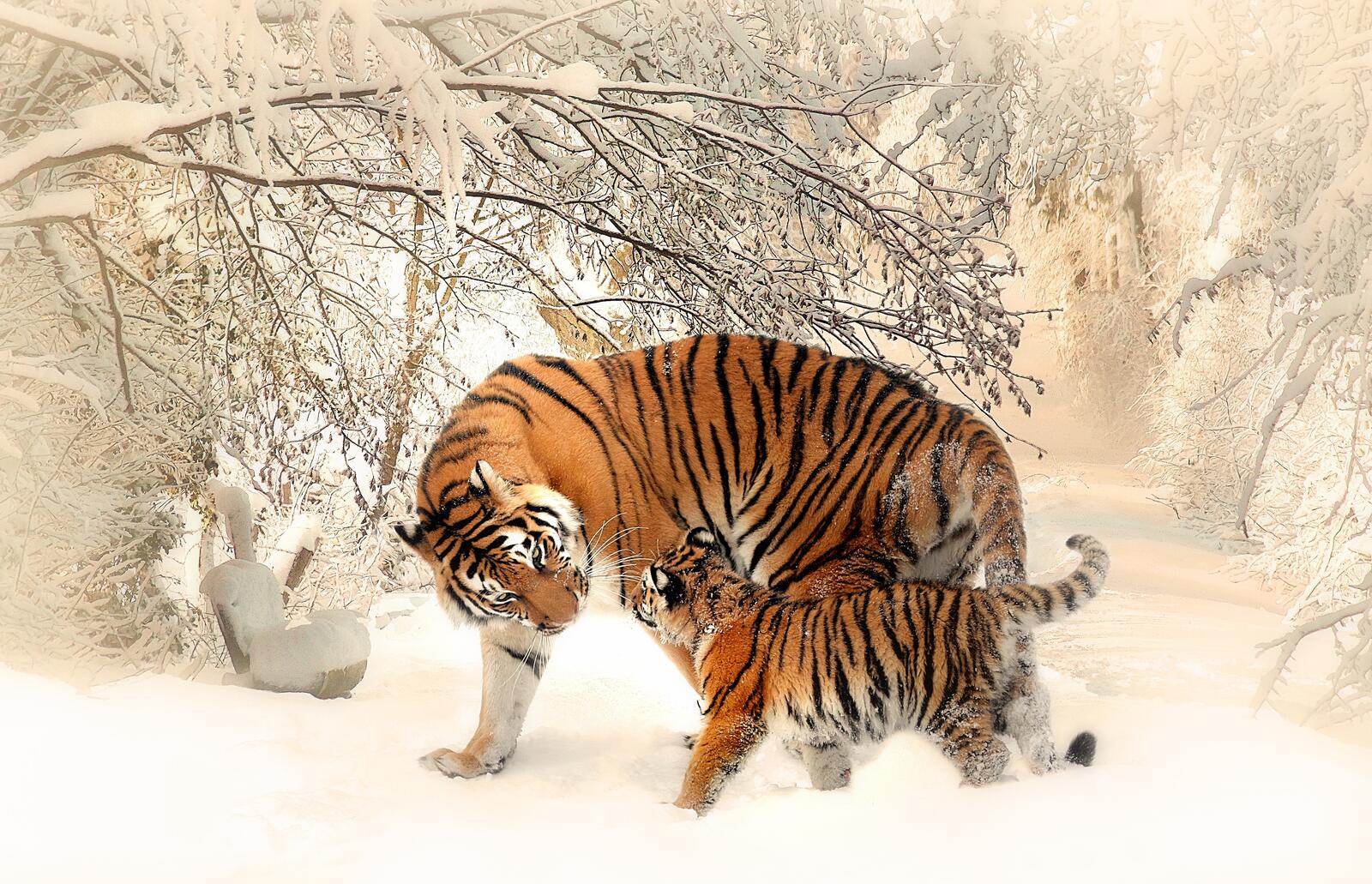Обои тигр хищник зима на рабочий стол