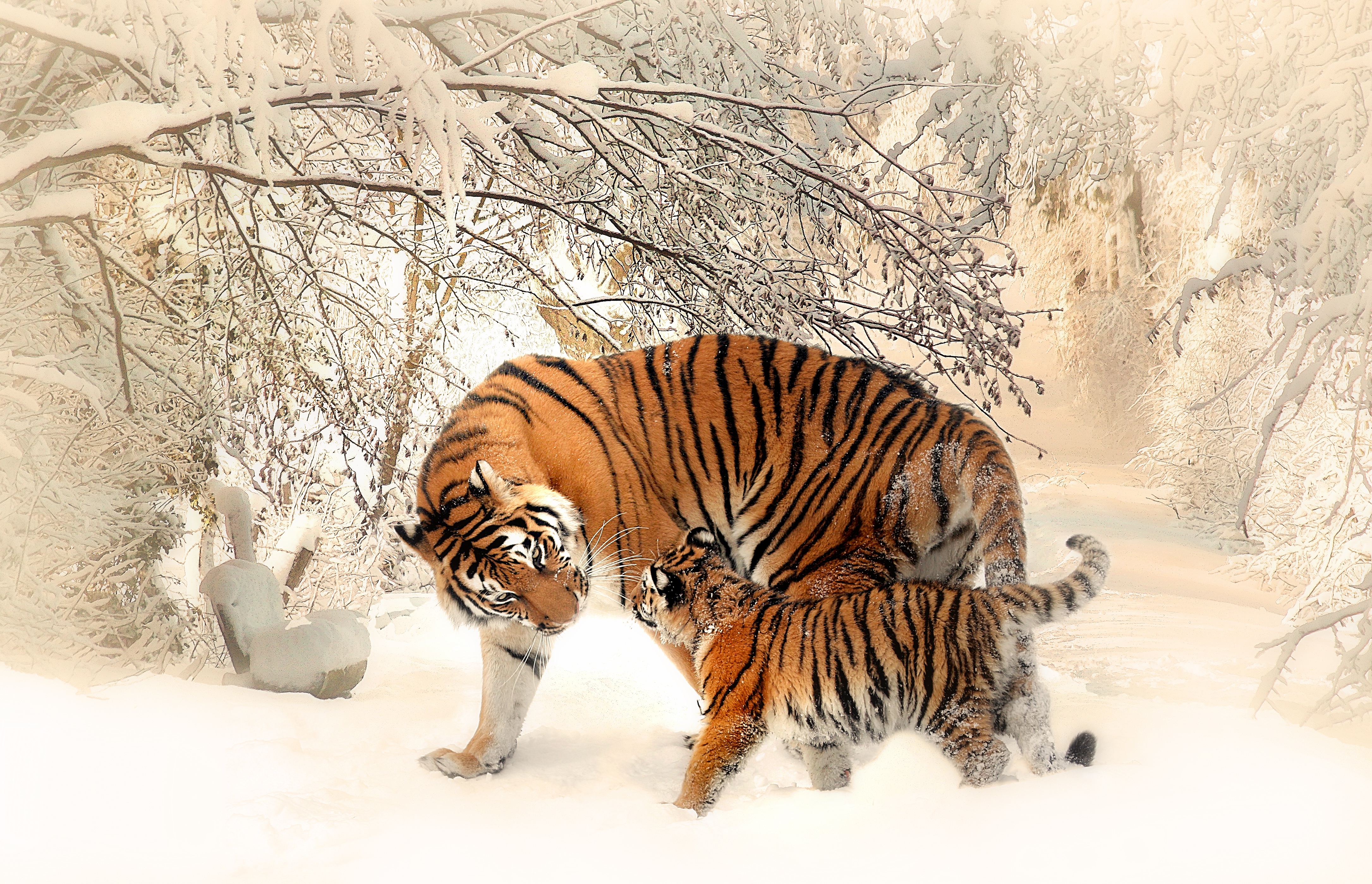 Обои тигр хищник зима на рабочий стол