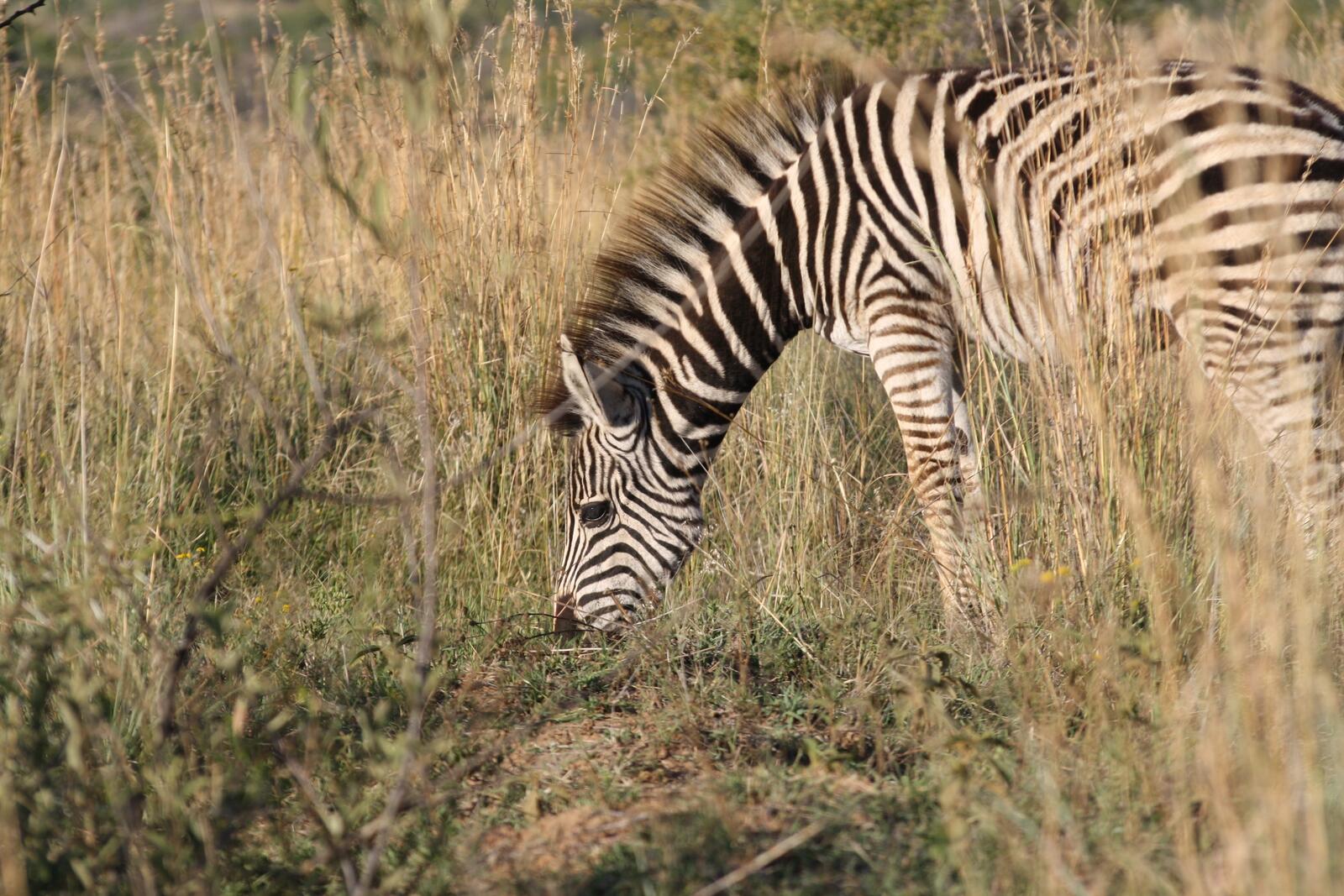 Wallpapers zebra eating grass on the desktop
