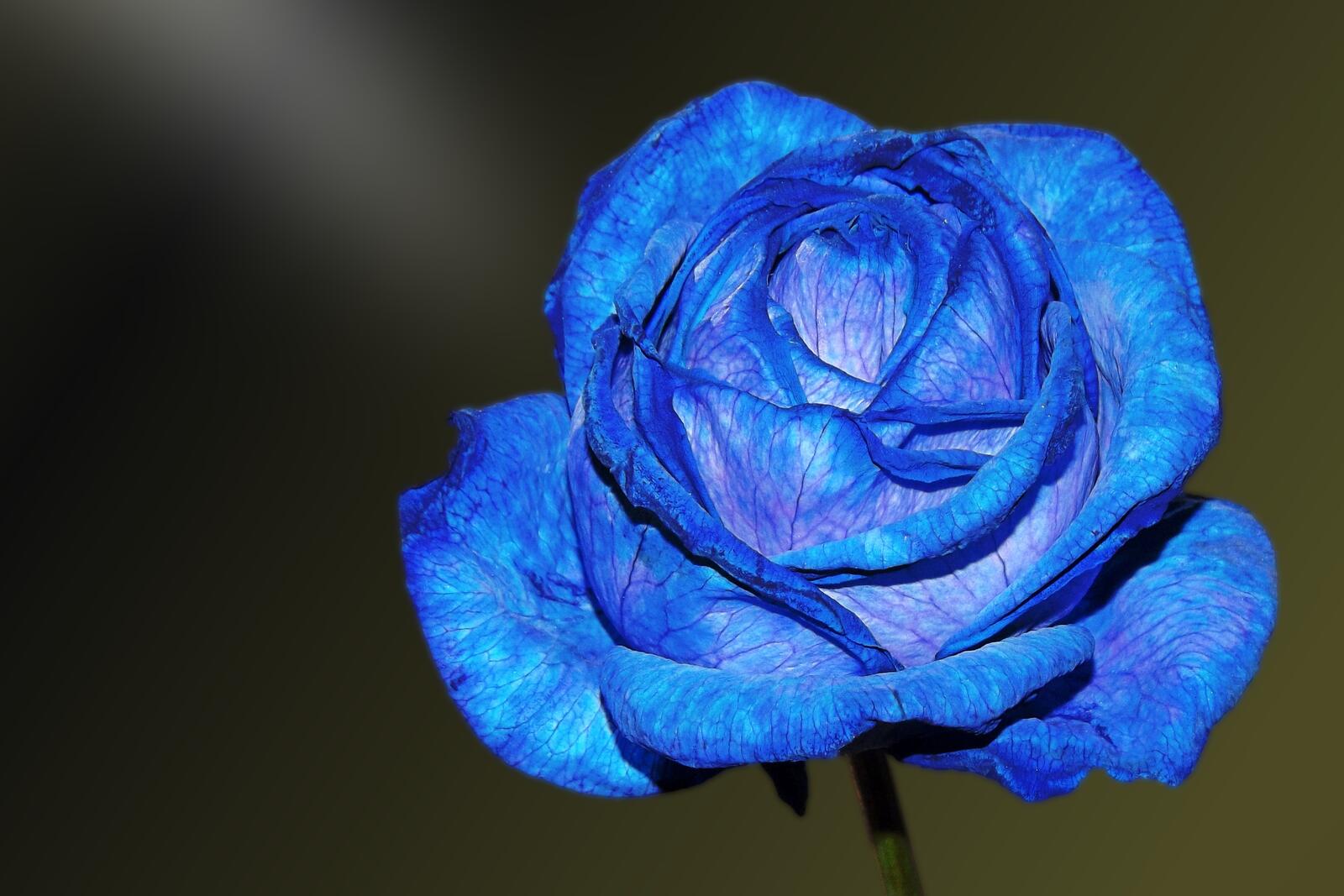Wallpapers blue rose macro petals on the desktop