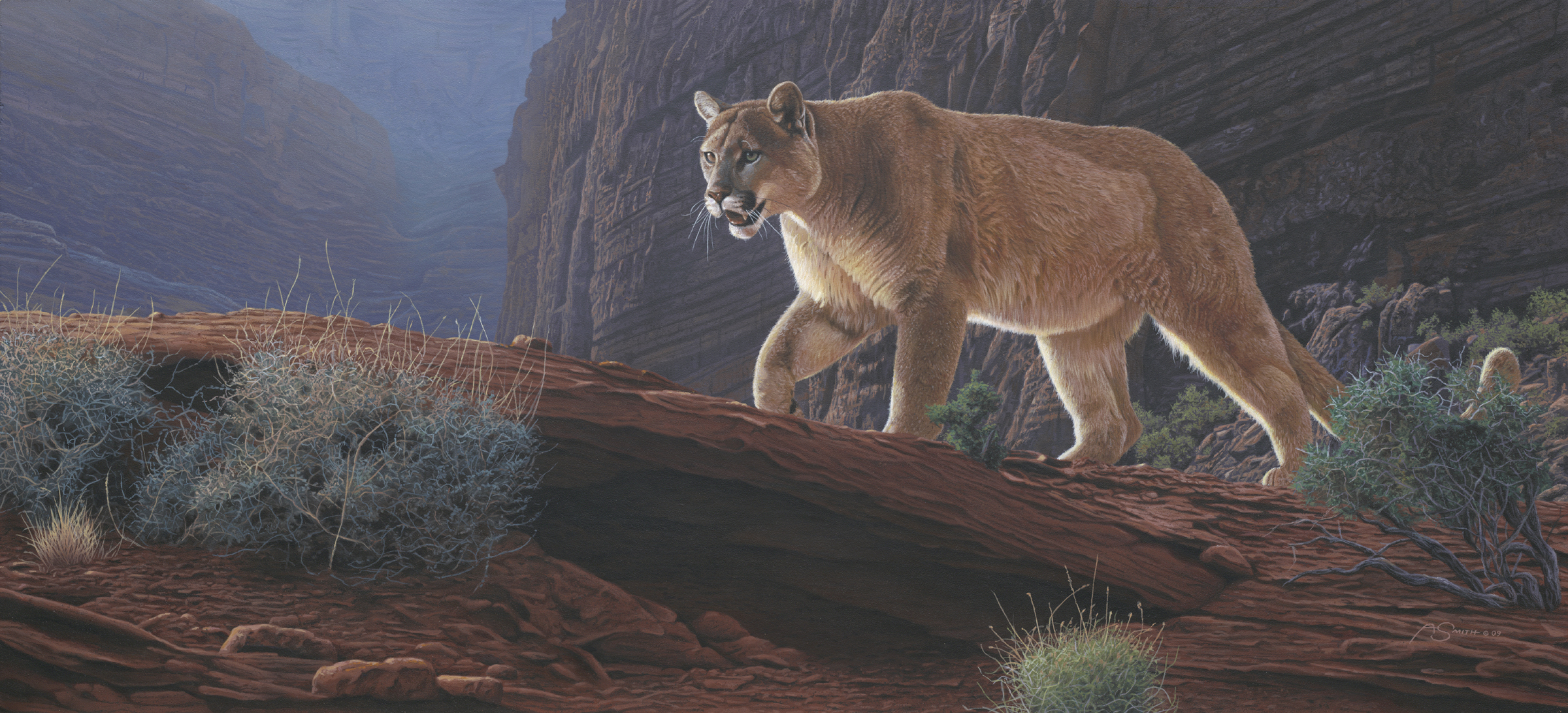 桌面上的壁纸美洲狮峡谷光芒 美洲狮 野猫