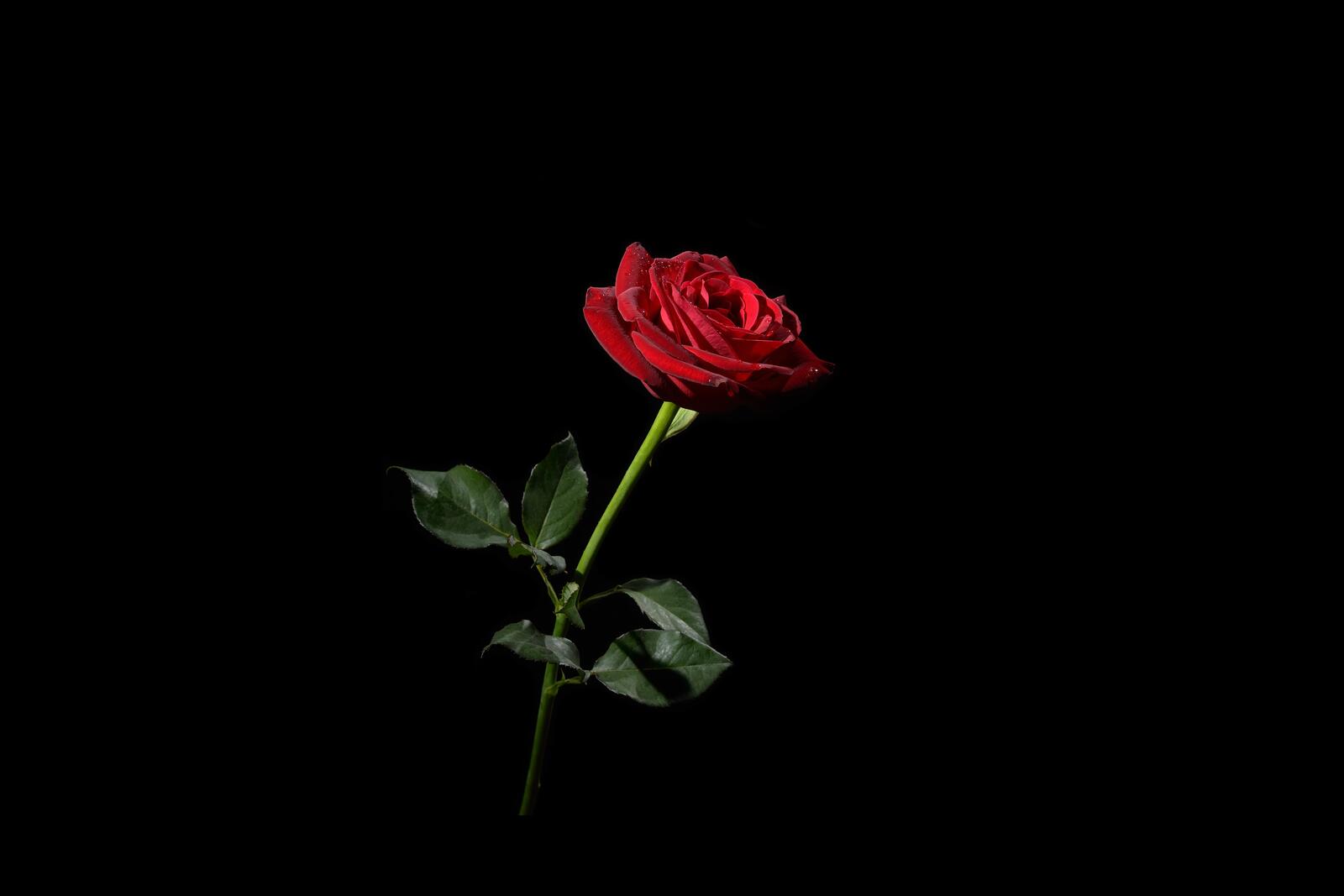 Обои роза черный фон красный бутон на рабочий стол