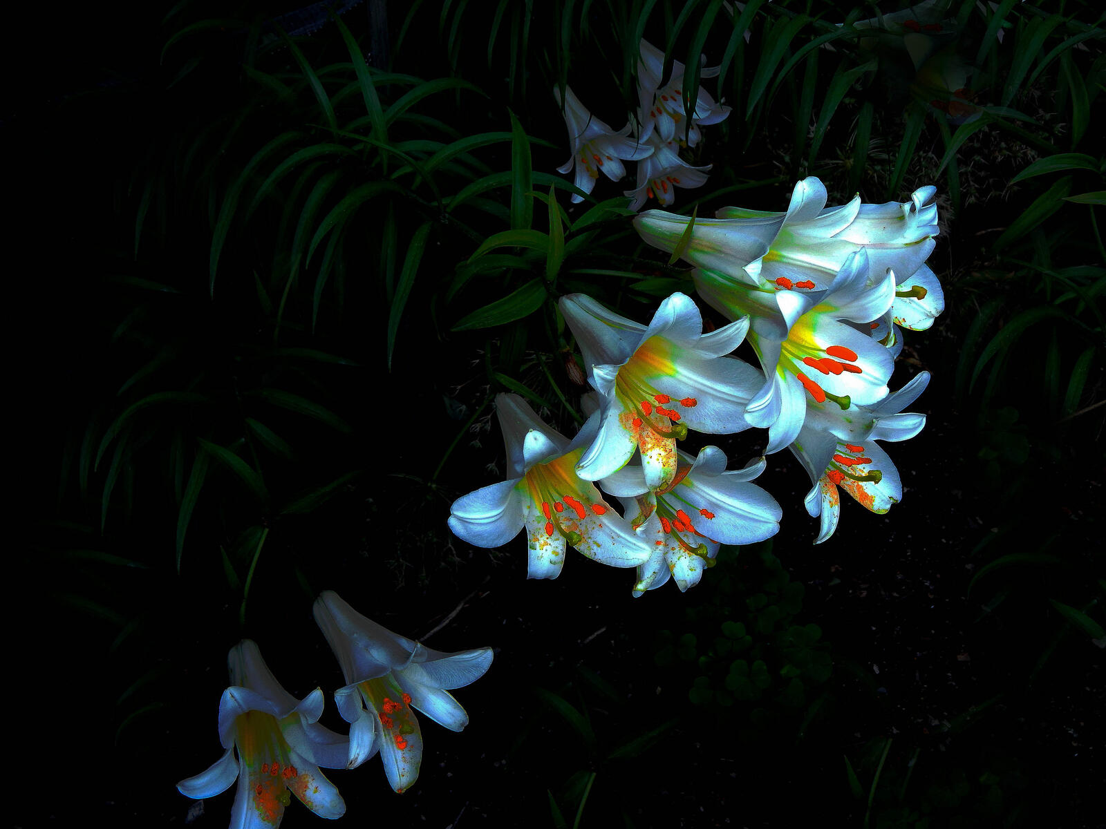 Бесплатное фото Красивые лилии