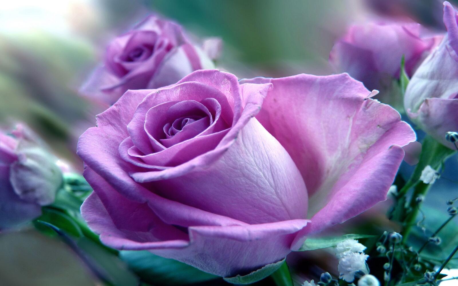 Обои розы цветочная композиция цветы на рабочий стол