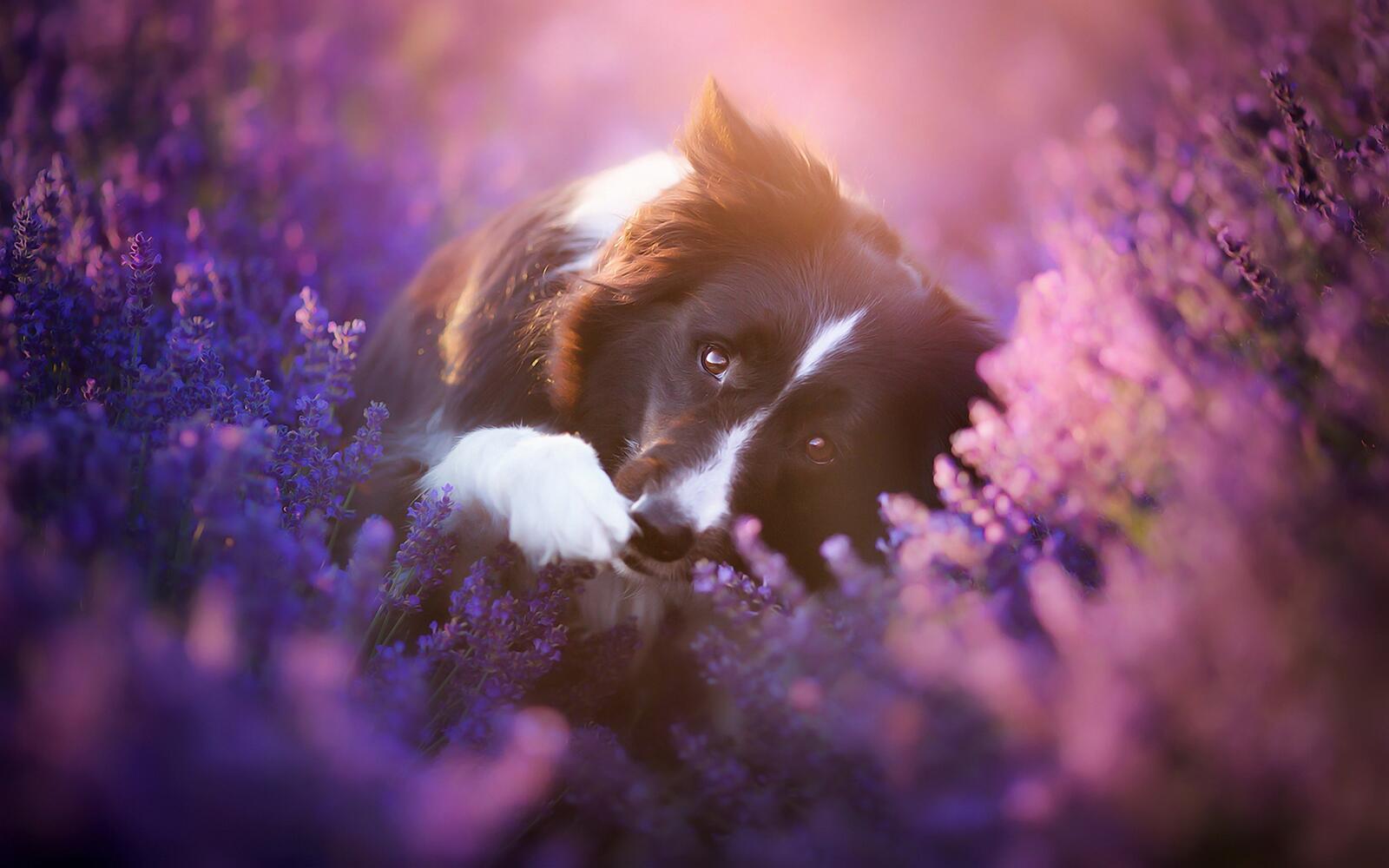 Free photo Border-Collie in lavender