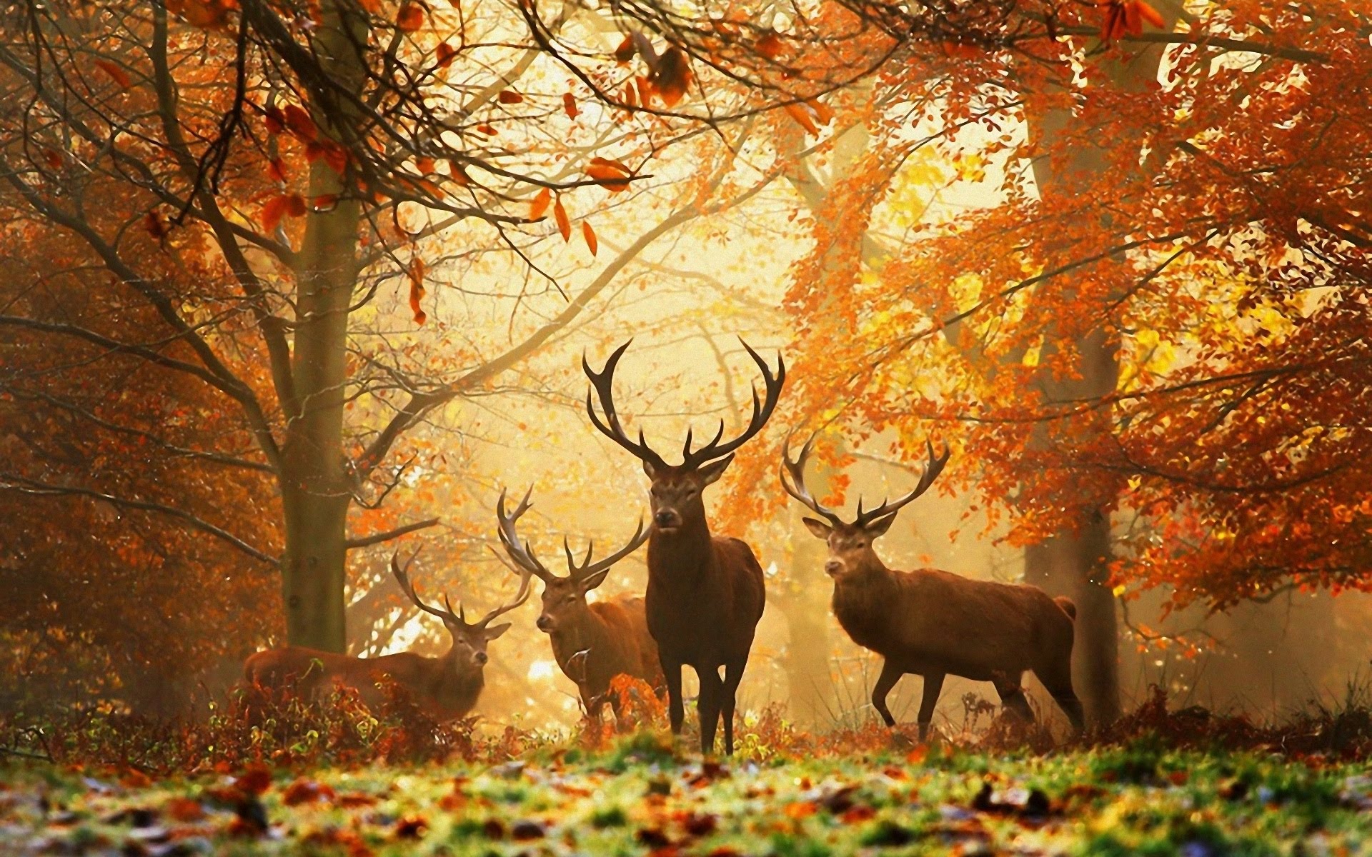 Wallpapers forest deer autumn on the desktop