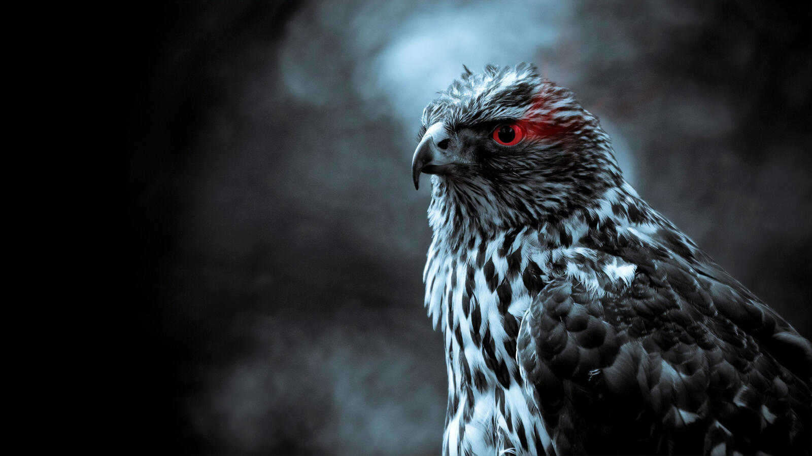 Wallpapers eagle red eyes figure on the desktop