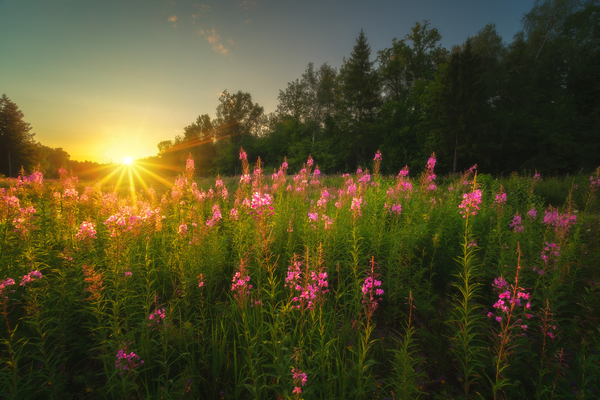 Бесплатное фото Заросли цветущего Ивай-чая недалеко от Щепкиного болота
