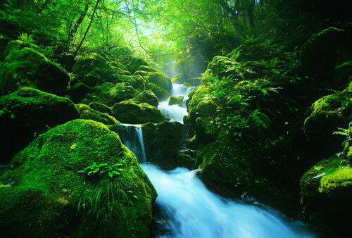 лес природа Япония