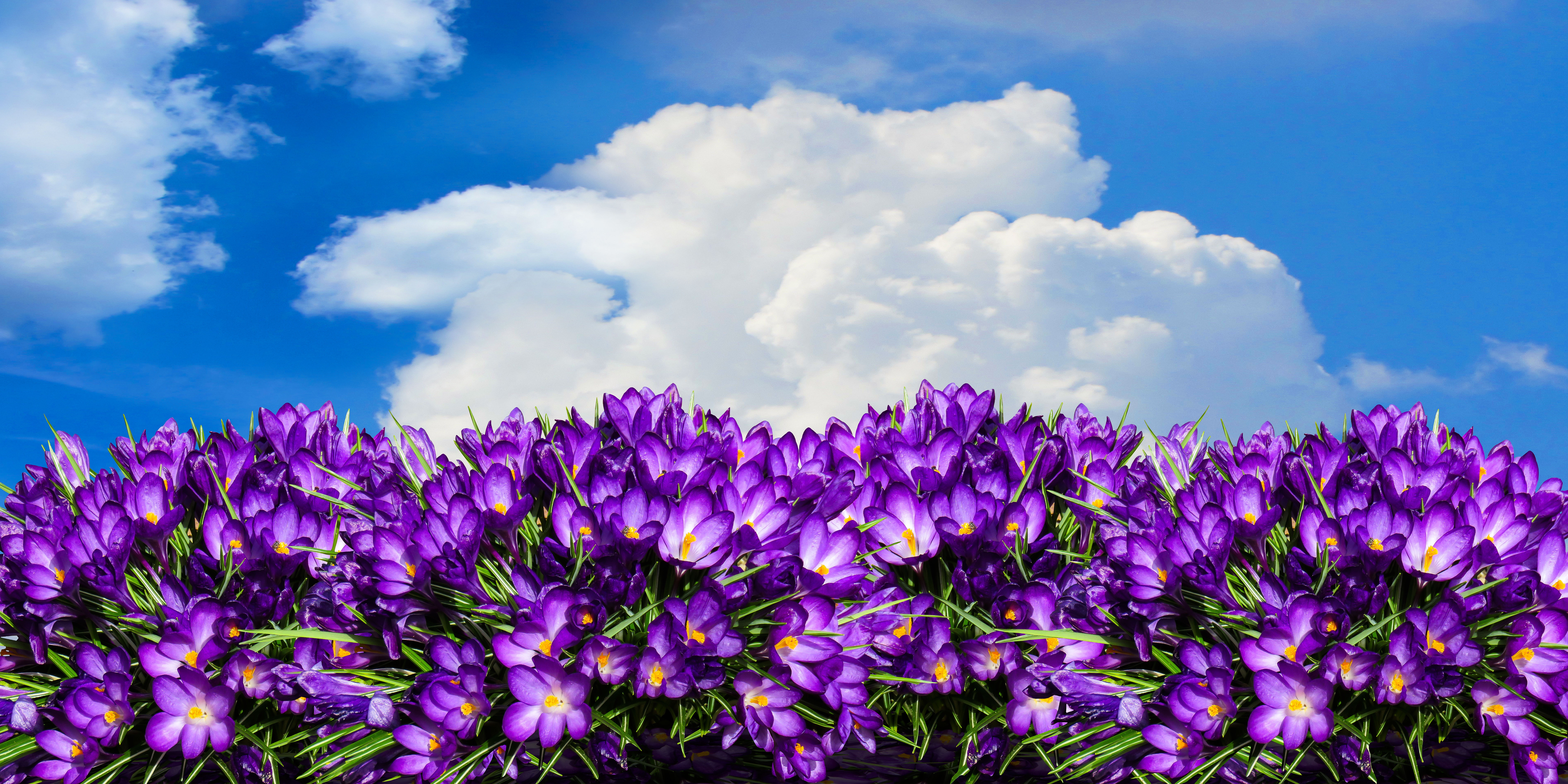 Фото бесплатно цветок, небо, облако