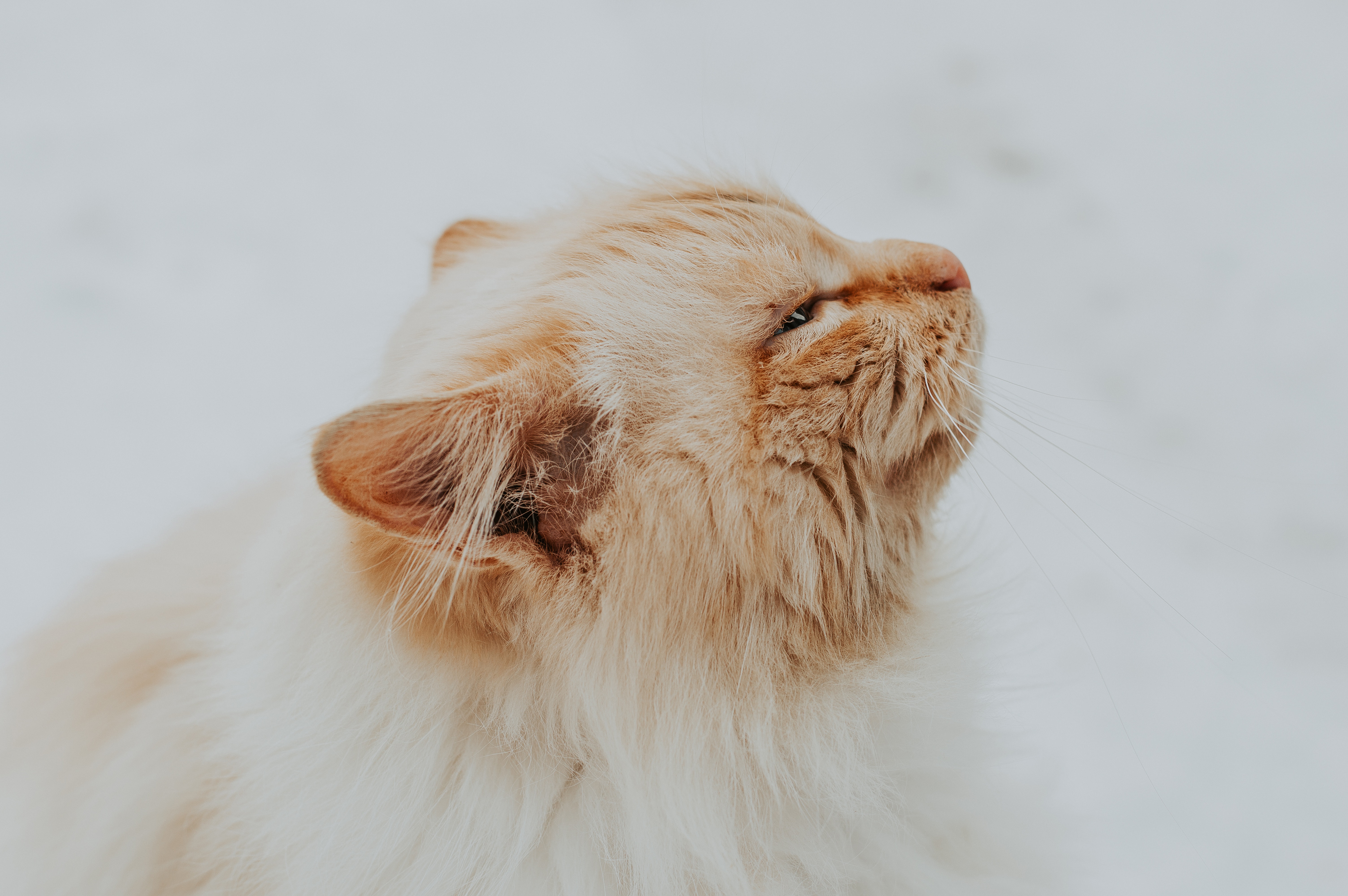 Фото бесплатно кот, бакенбарды, от маленьких до средних кошек