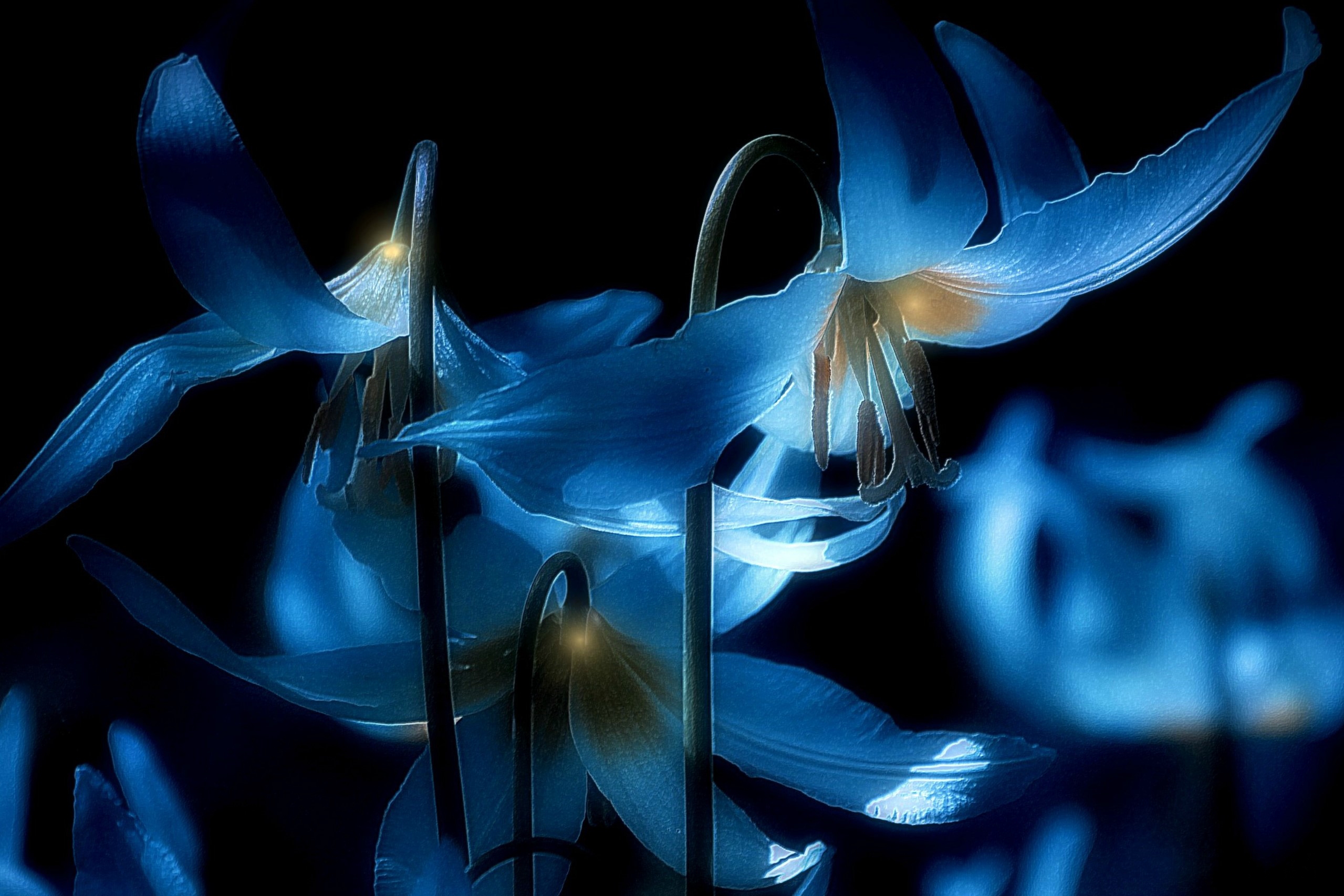 Фото бесплатно цветок, лилия, свечение