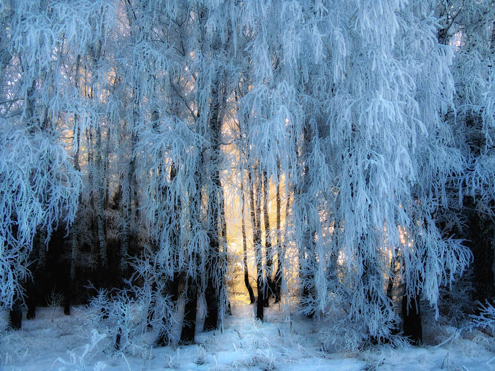 Обои деревья в снегу мороз сказочная зима на рабочий стол