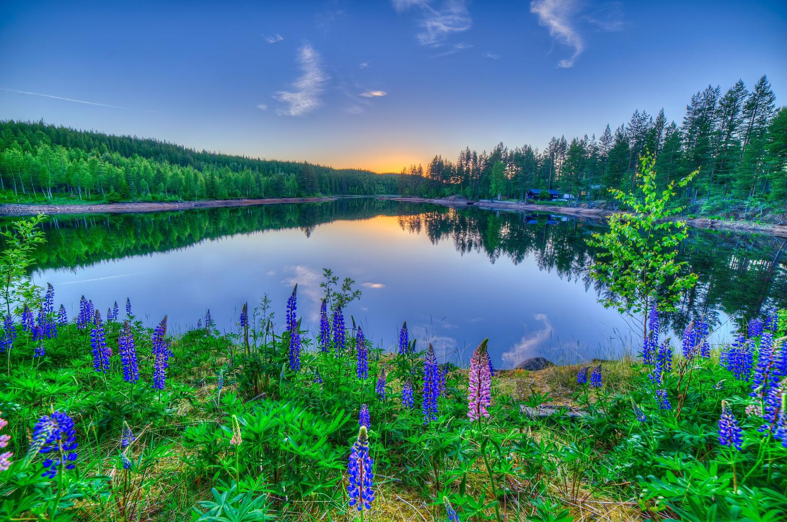 Wallpapers forest lupine flowers on the desktop