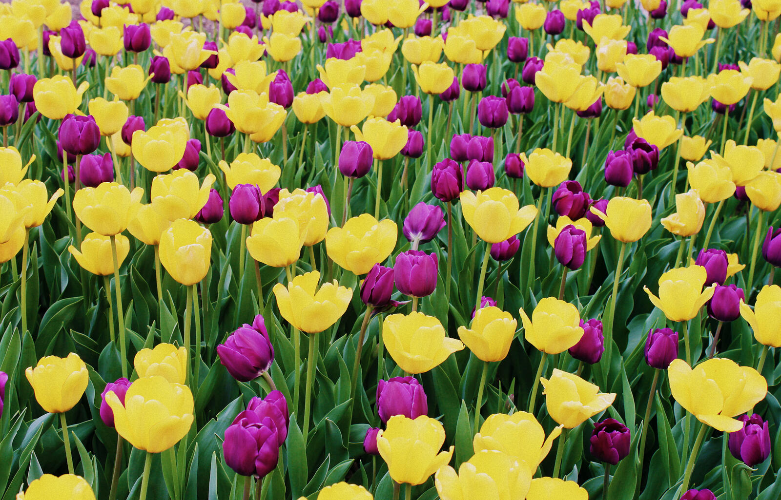 Бесплатное фото Как выглядят тюльпаны