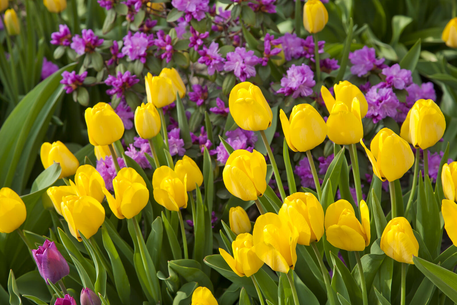 Бесплатное фото Ярко-желтые тюльпаны