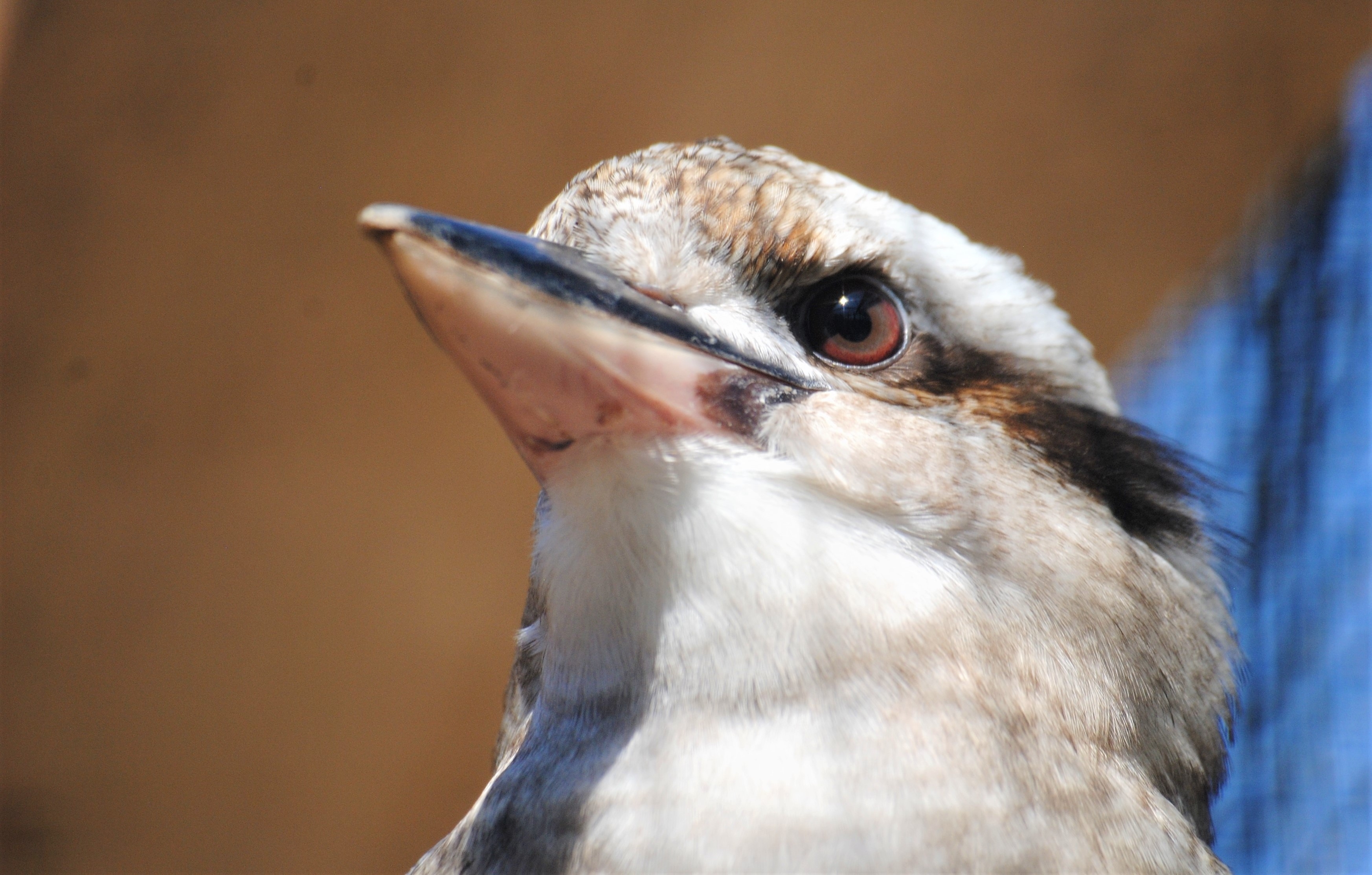Photo free kookabarra, beak, close
