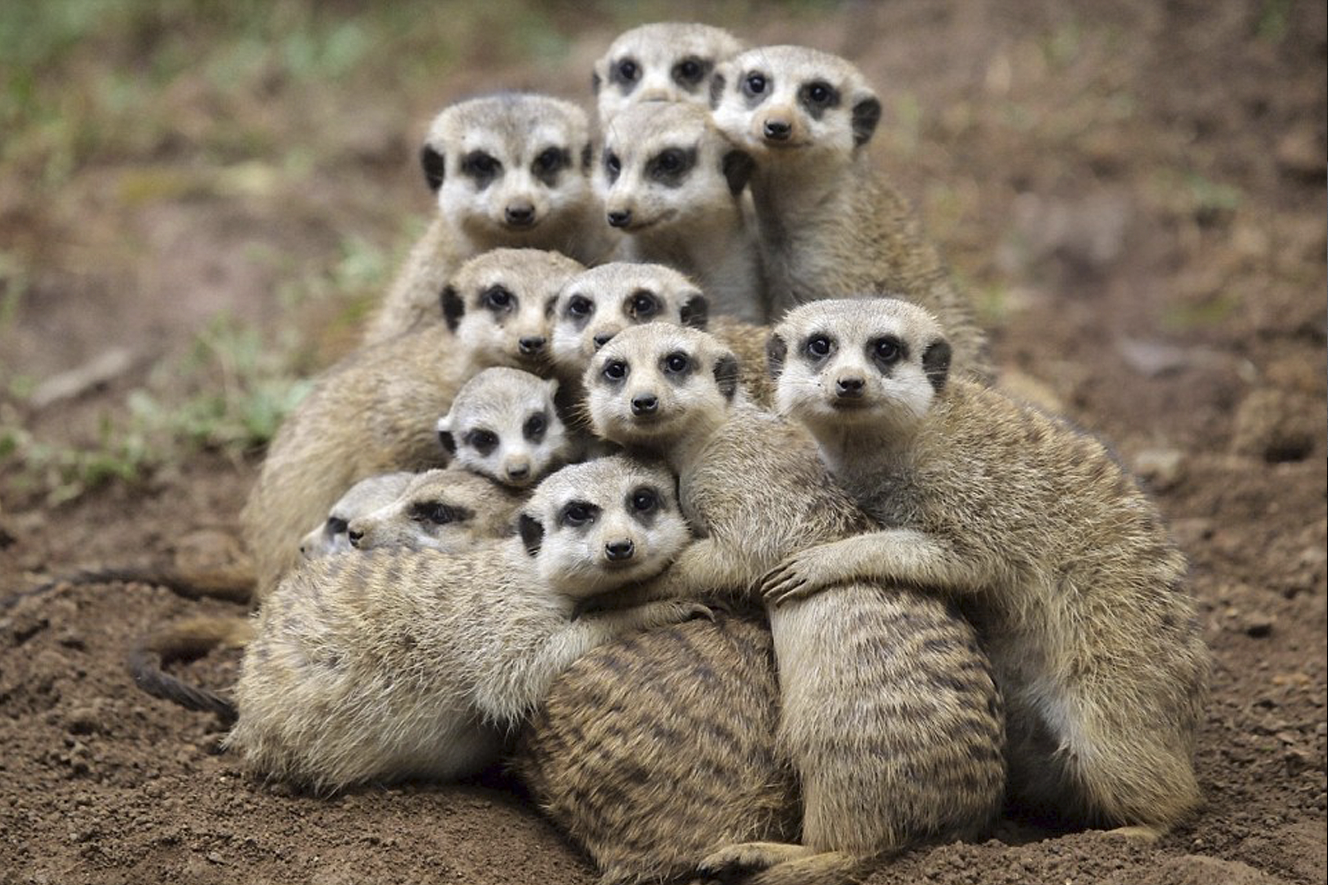 Фото бесплатно meerkat, селфи от сурикатов, suricate