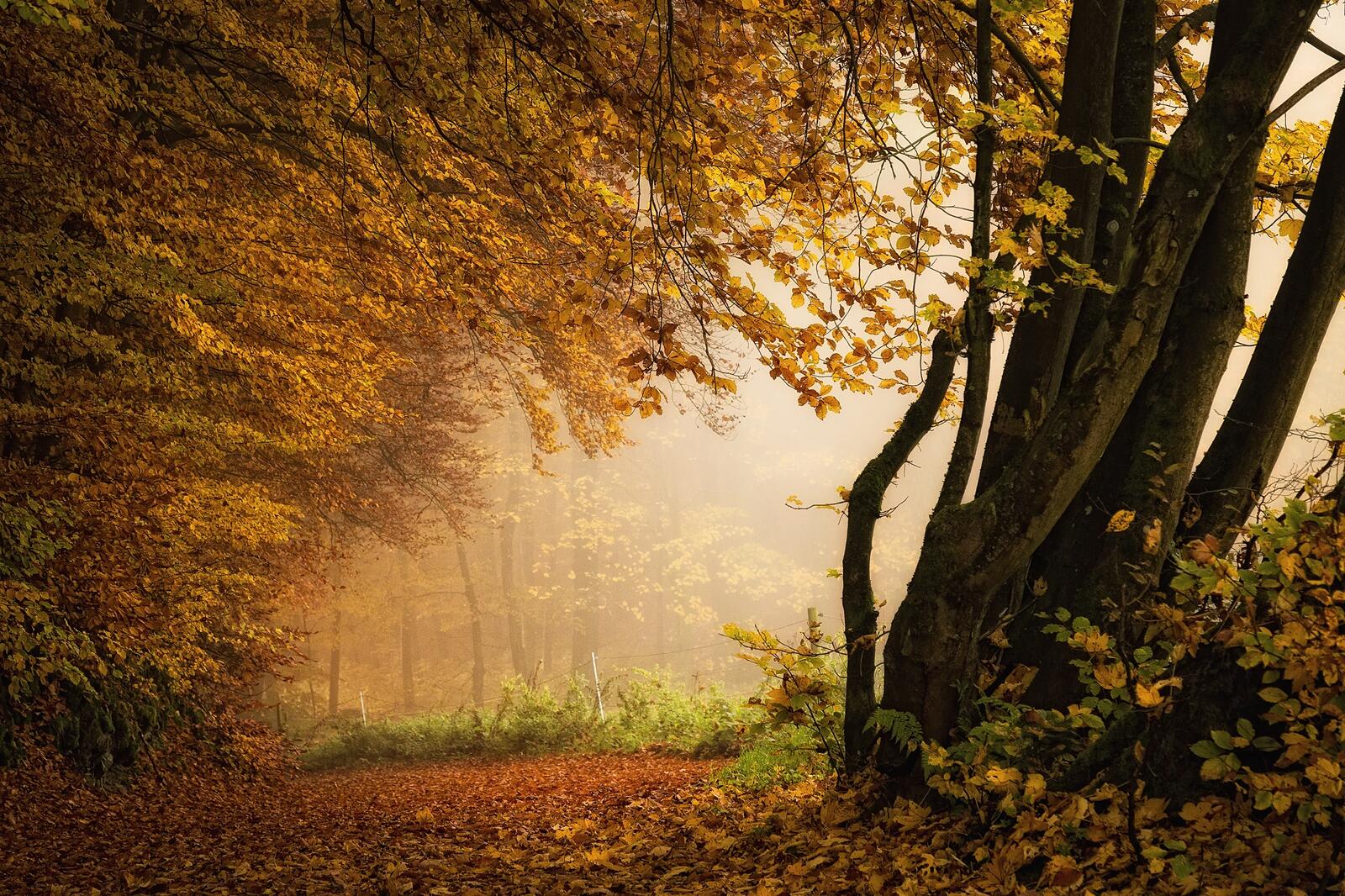 Wallpapers nature yellow foliage autumn colors on the desktop