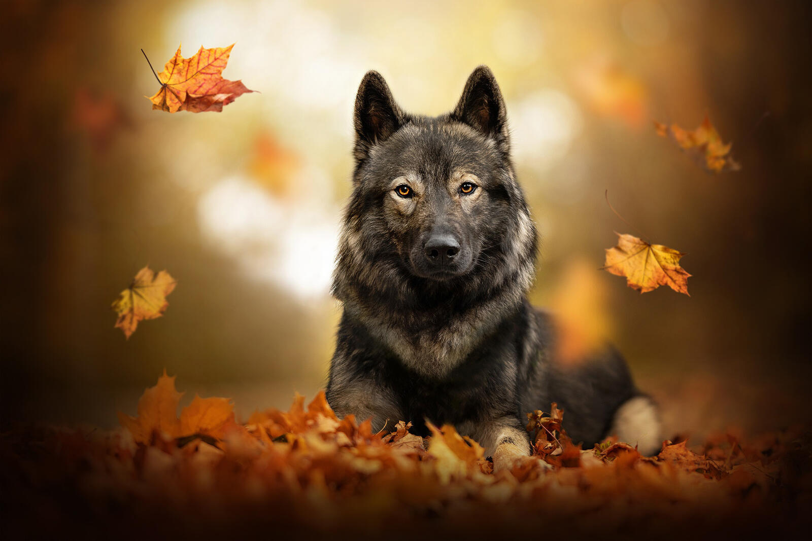 Бесплатное фото Листопад и серый пёс