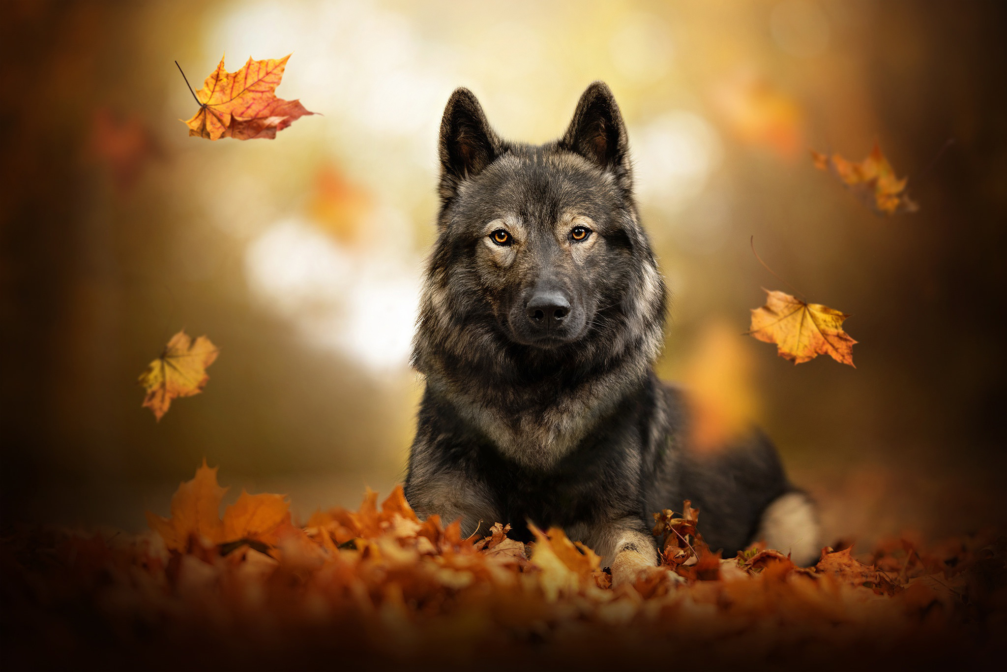 Листопад и серый пёс · бесплатное фото
