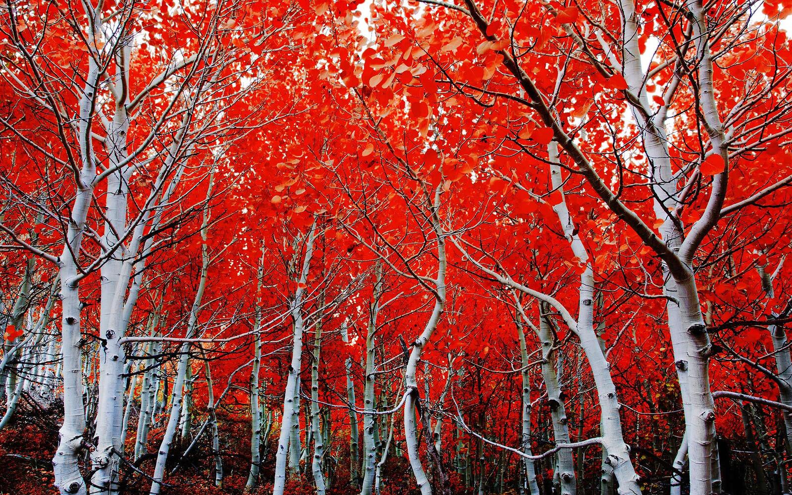 Wallpapers birch grove autumn forest on the desktop