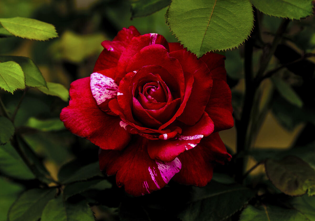 Красная роза крупным планом