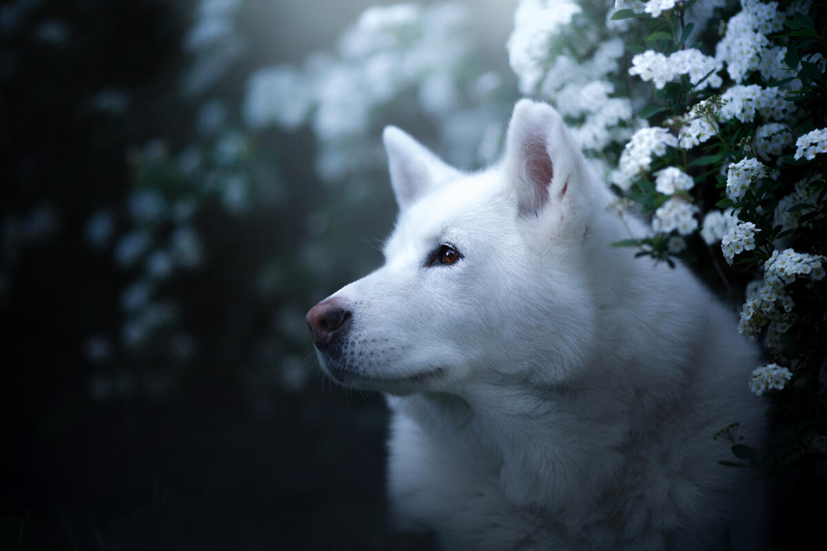 A white husky with flowers
