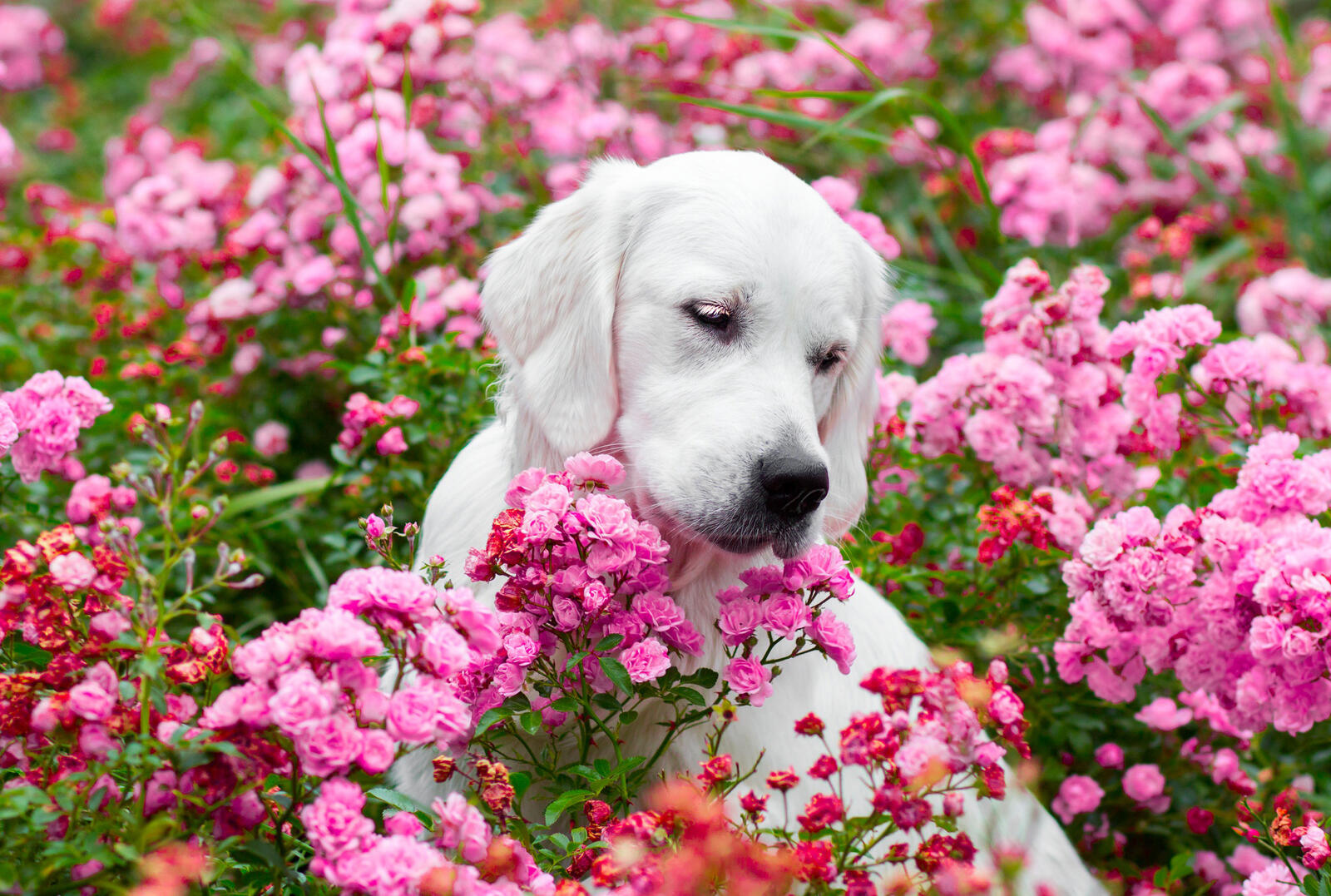 免费照片猎犬在粉红色的花朵中