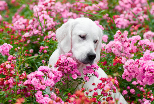 Retriever in pink colors