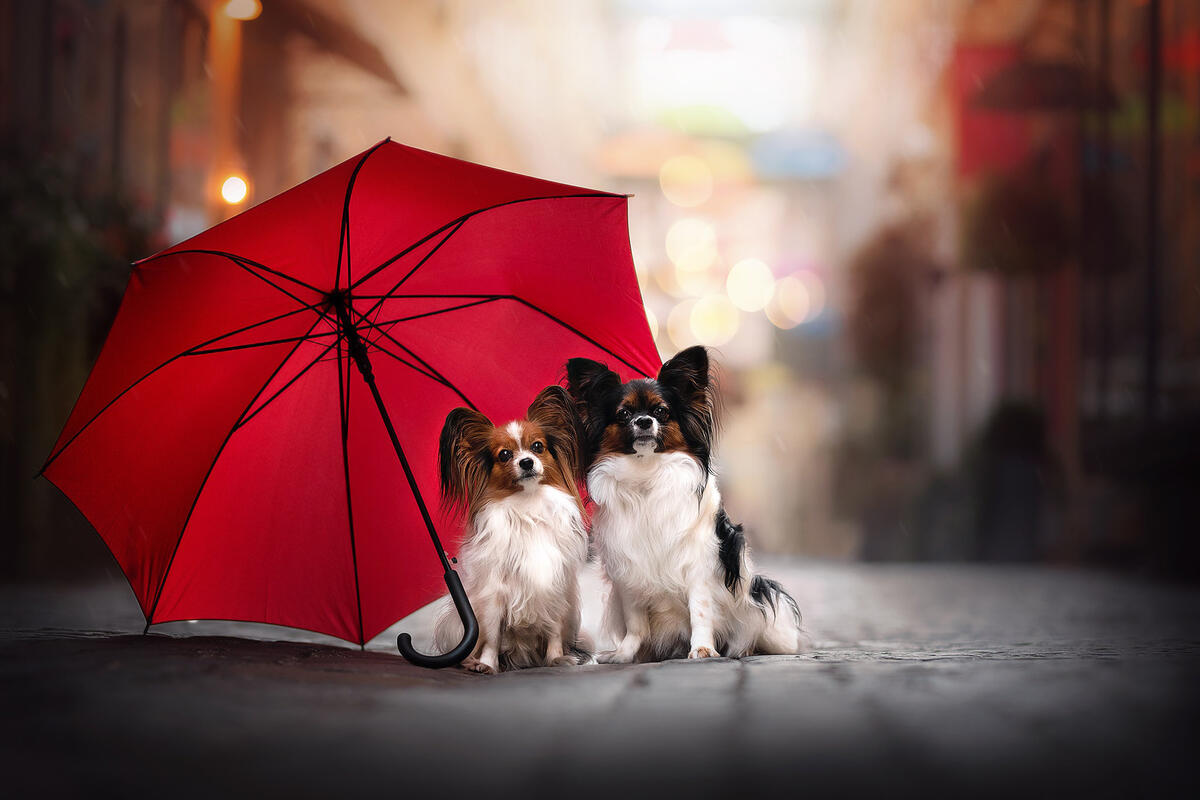 Два папильона под зонтом