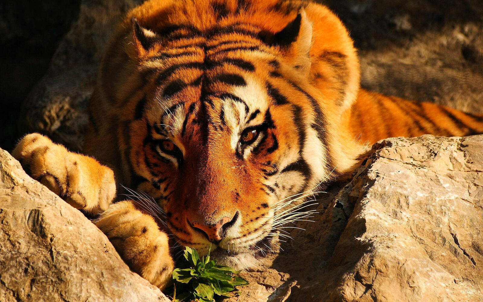 Бесплатное фото Тигр нюхает траву