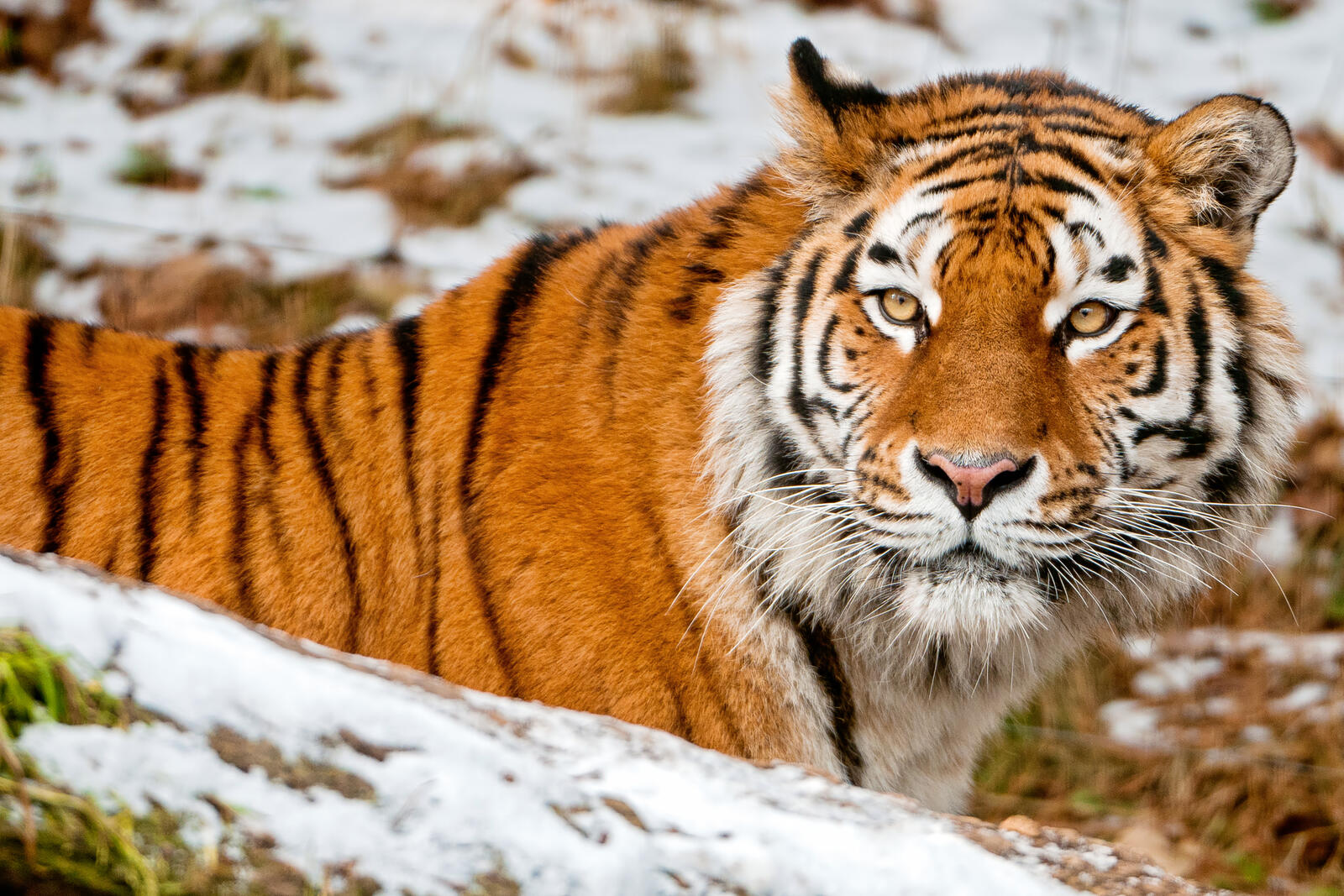 Бесплатное фото Амурский тигр в зимнем лесу