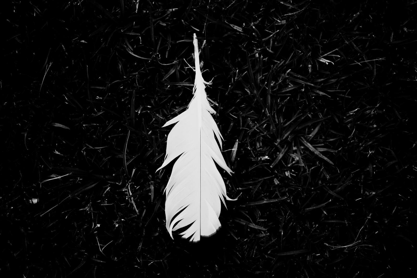 Wallpapers white feather monochrome lonely on the desktop