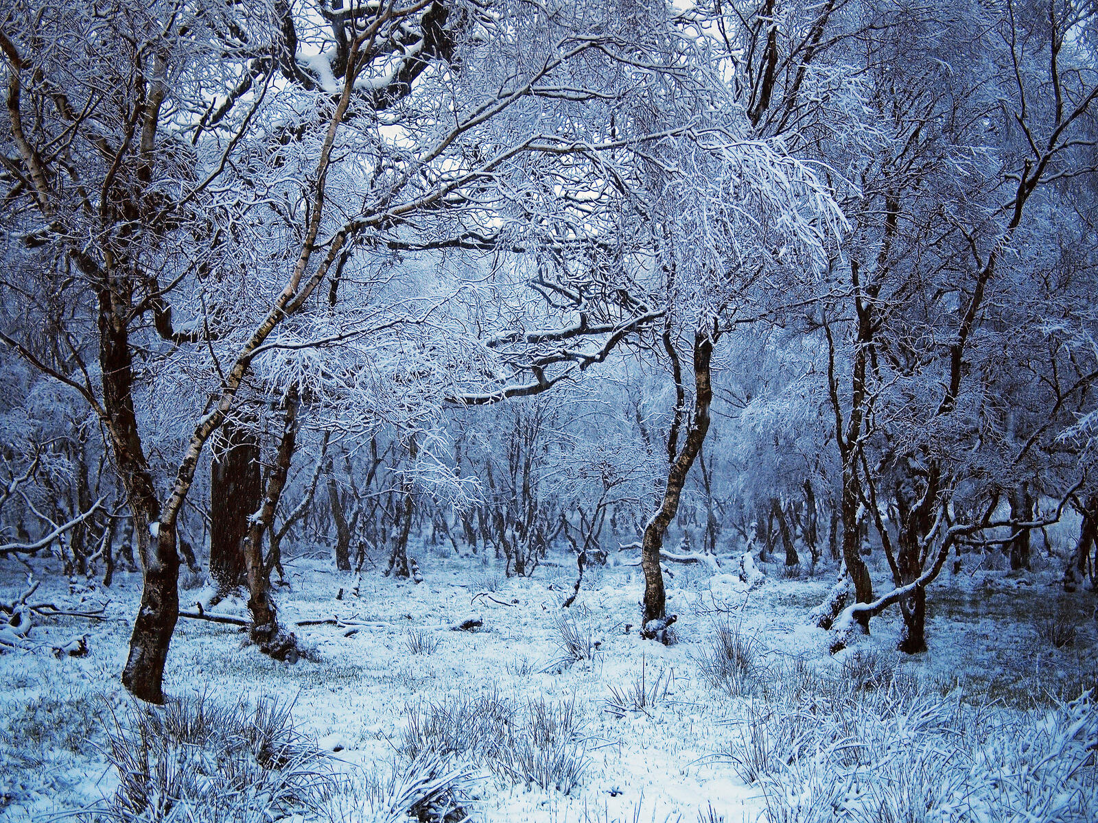 Wallpapers winter forest forest nature on the desktop
