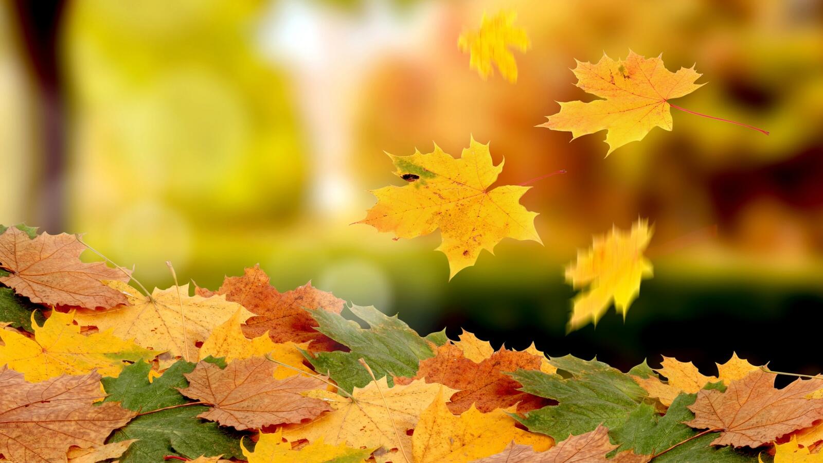 Бесплатное фото Падающие листья клена