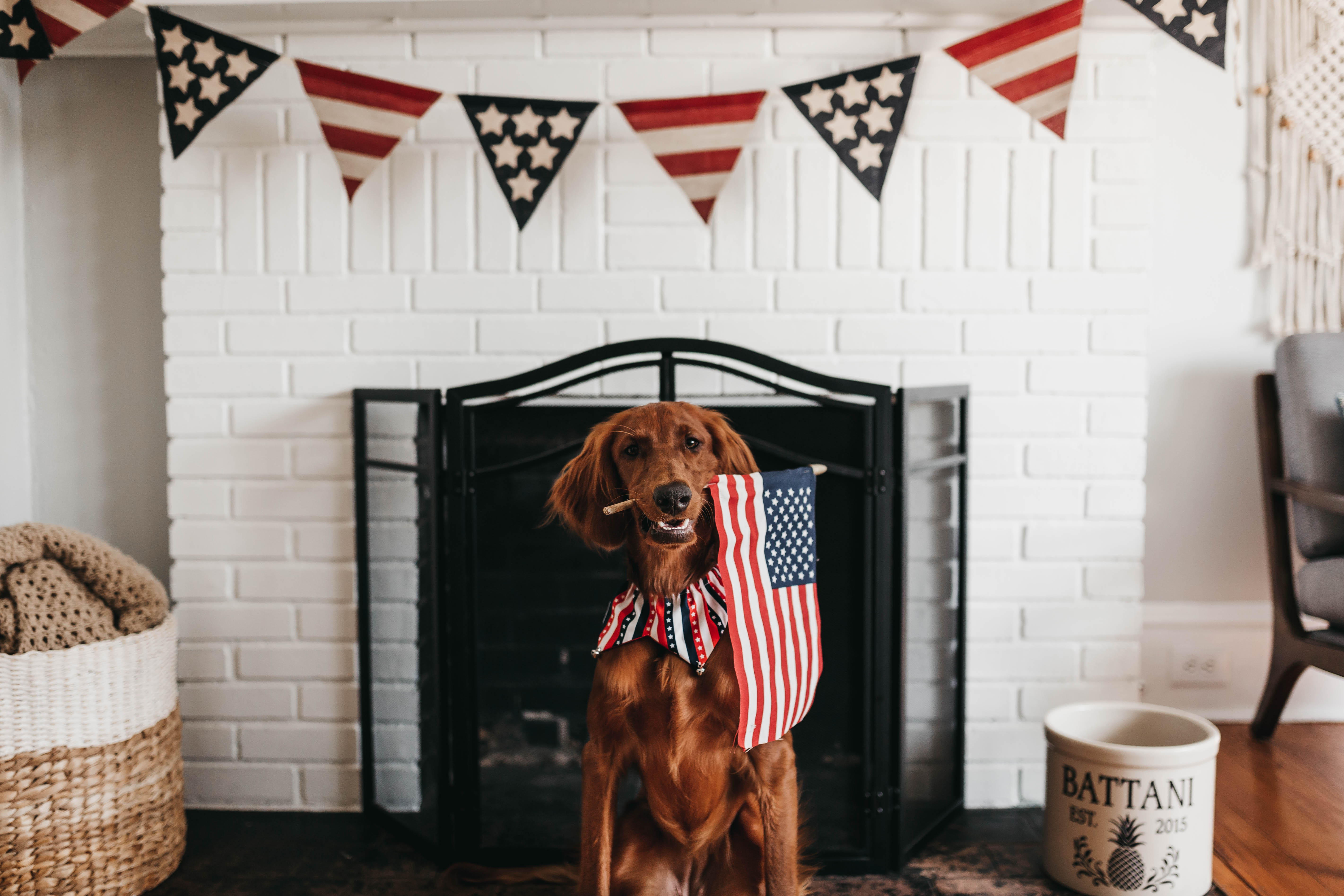 Фото бесплатно животное, американский флаг, домашнее животное