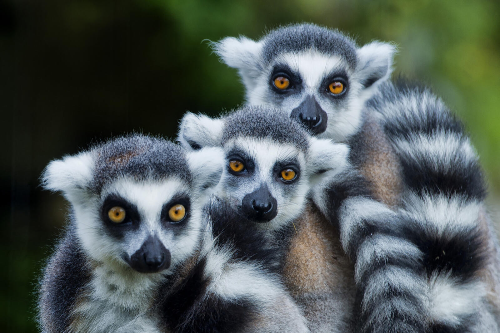 Обои lemur monkey family лемуры трое на рабочий стол