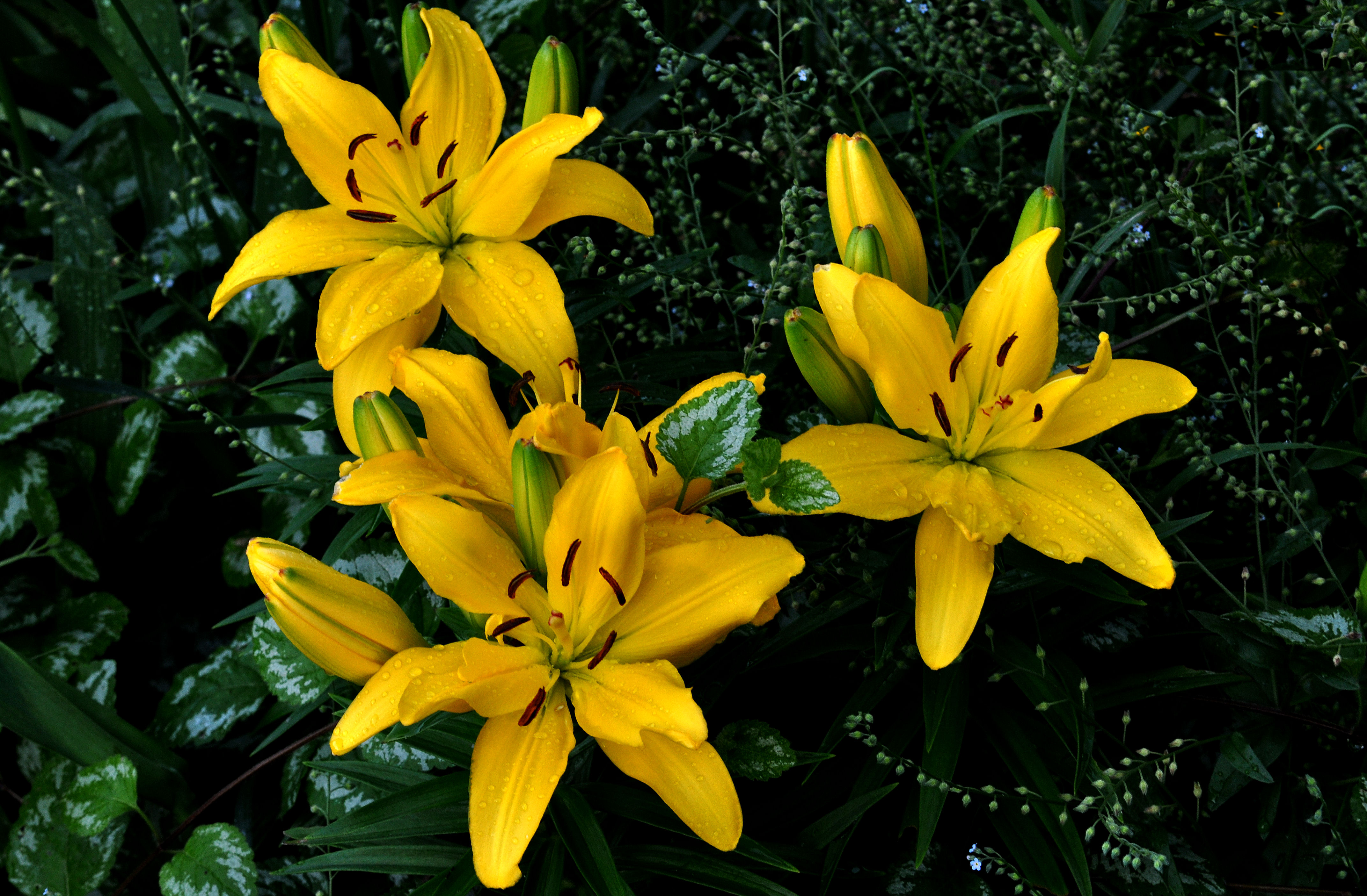 Фото бесплатно лилия, цветы, желтые цветы