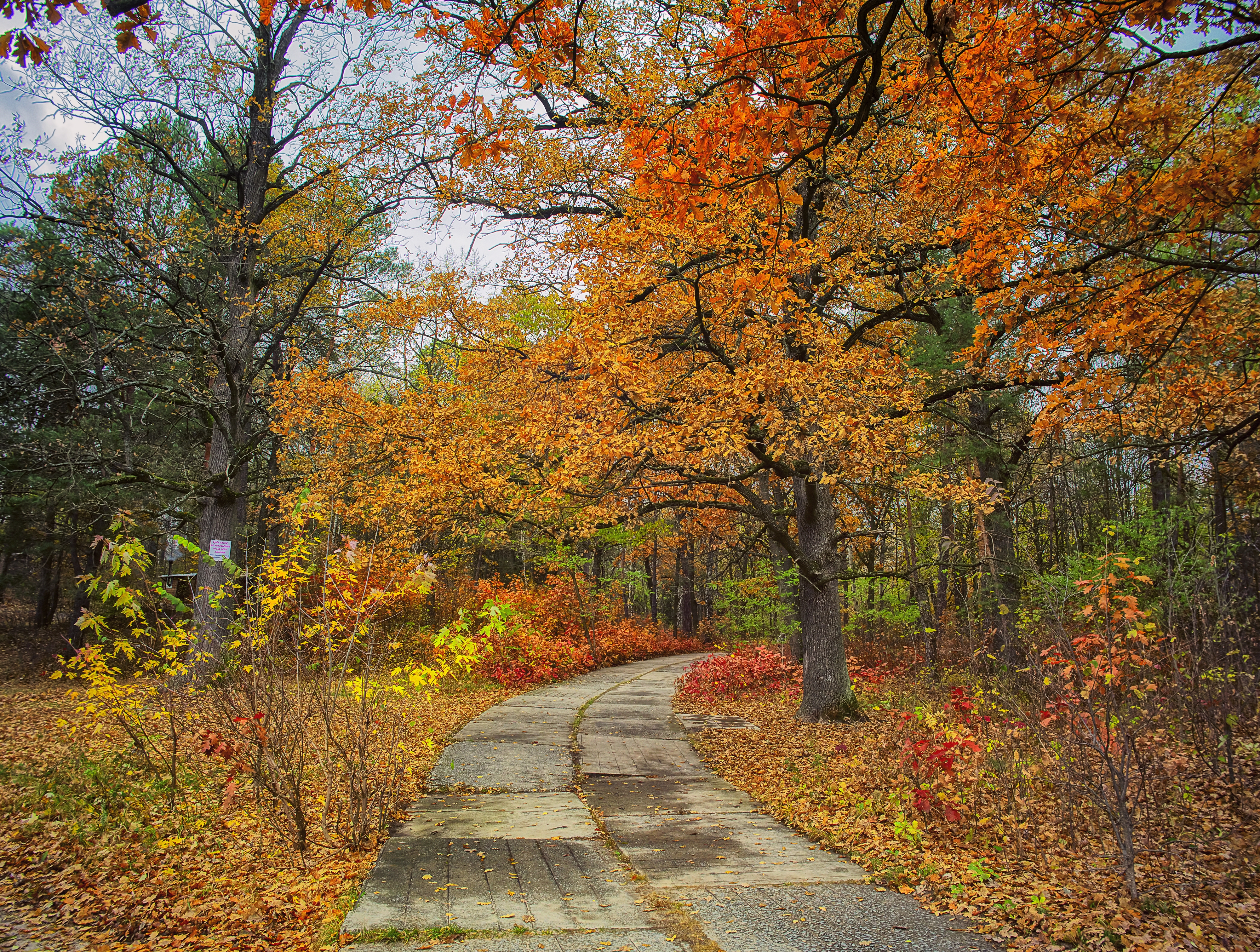 Бесплатное фото Бетонная дорожка в осеннем парке