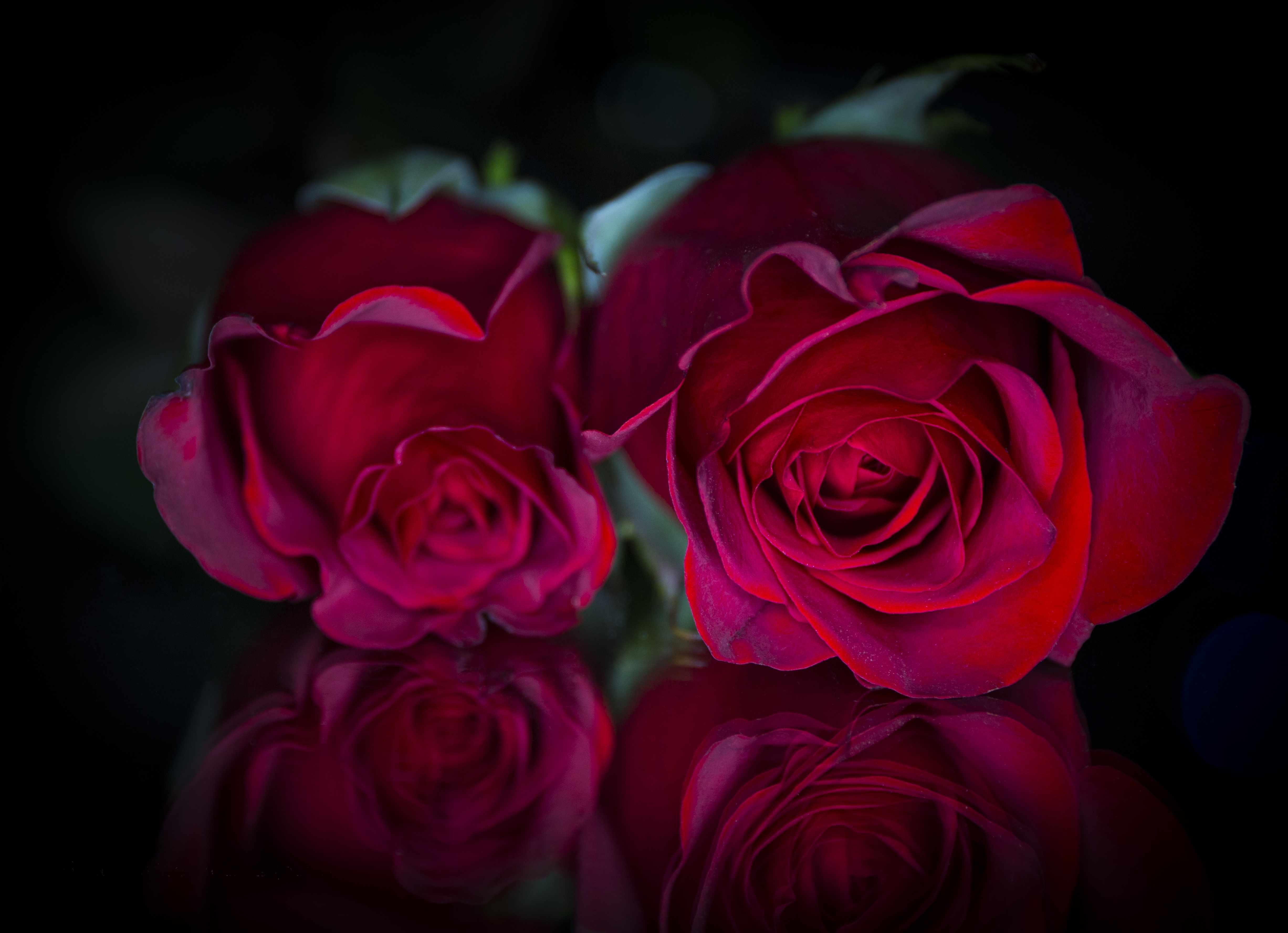Wallpapers roses red rose rosebud on the desktop