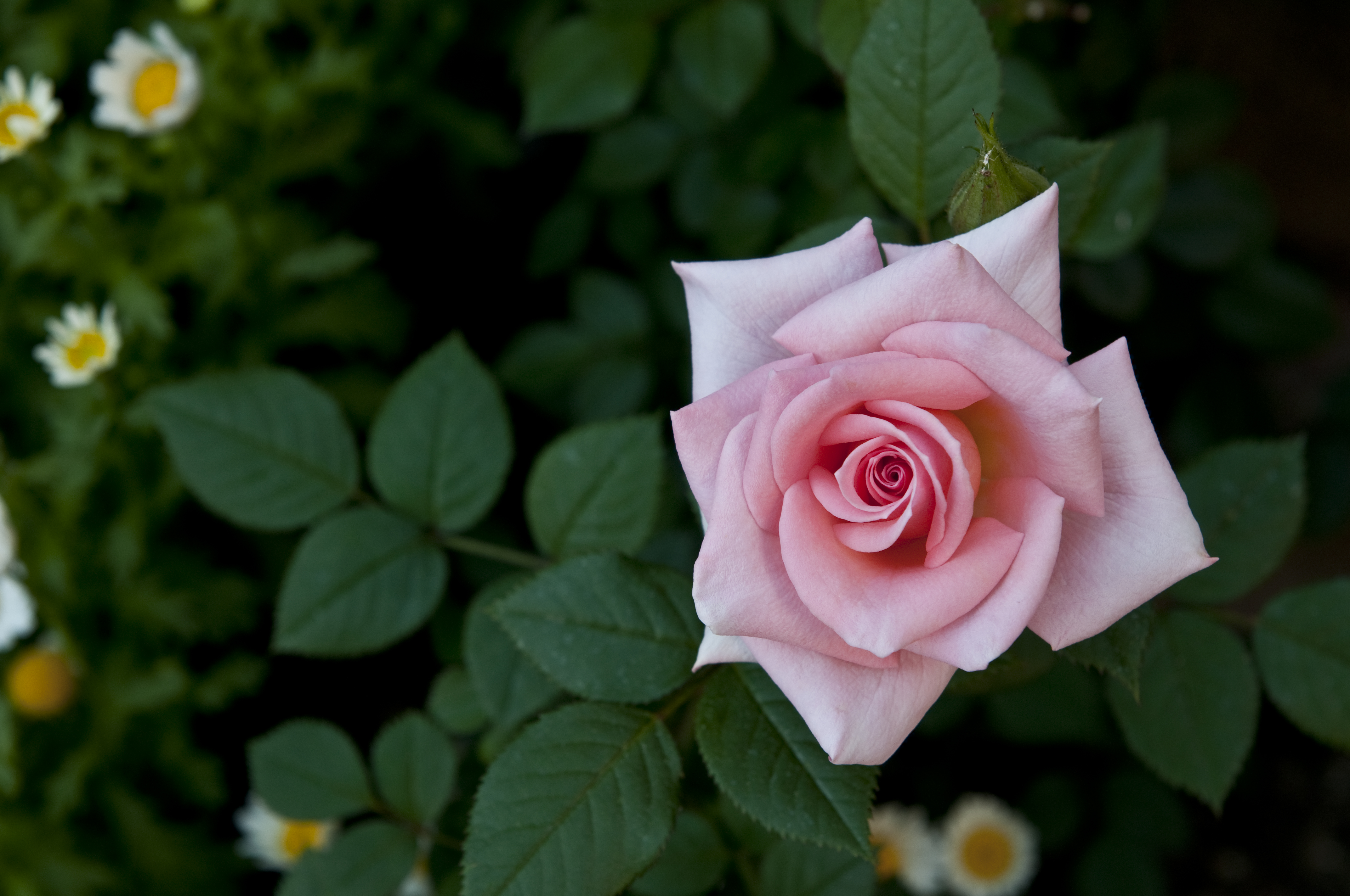 Обои цветы розовая роза розы на рабочий стол