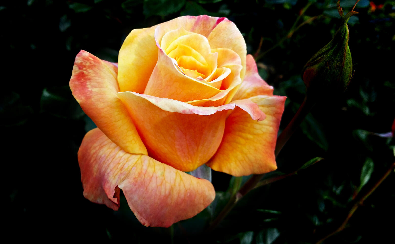 Обои роза оранжевая роза цветы на рабочий стол