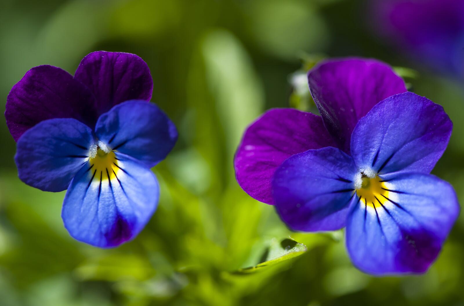Free photo Two flower Pansy