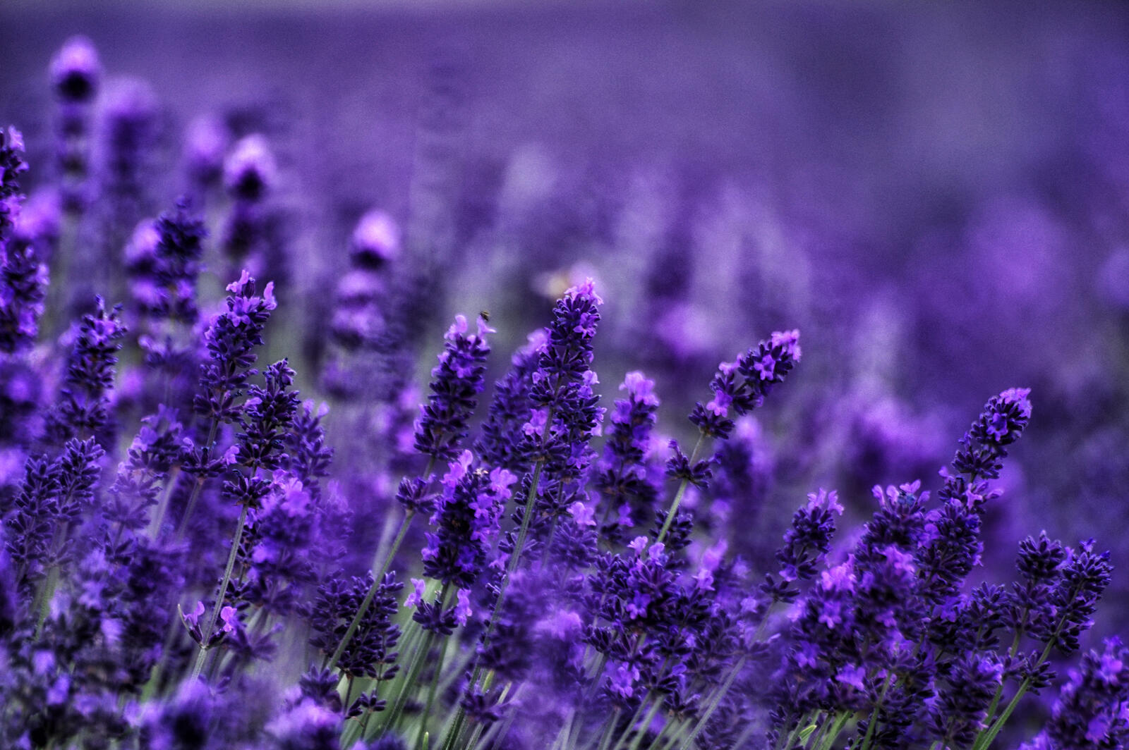 Wallpapers plant field lavender on the desktop
