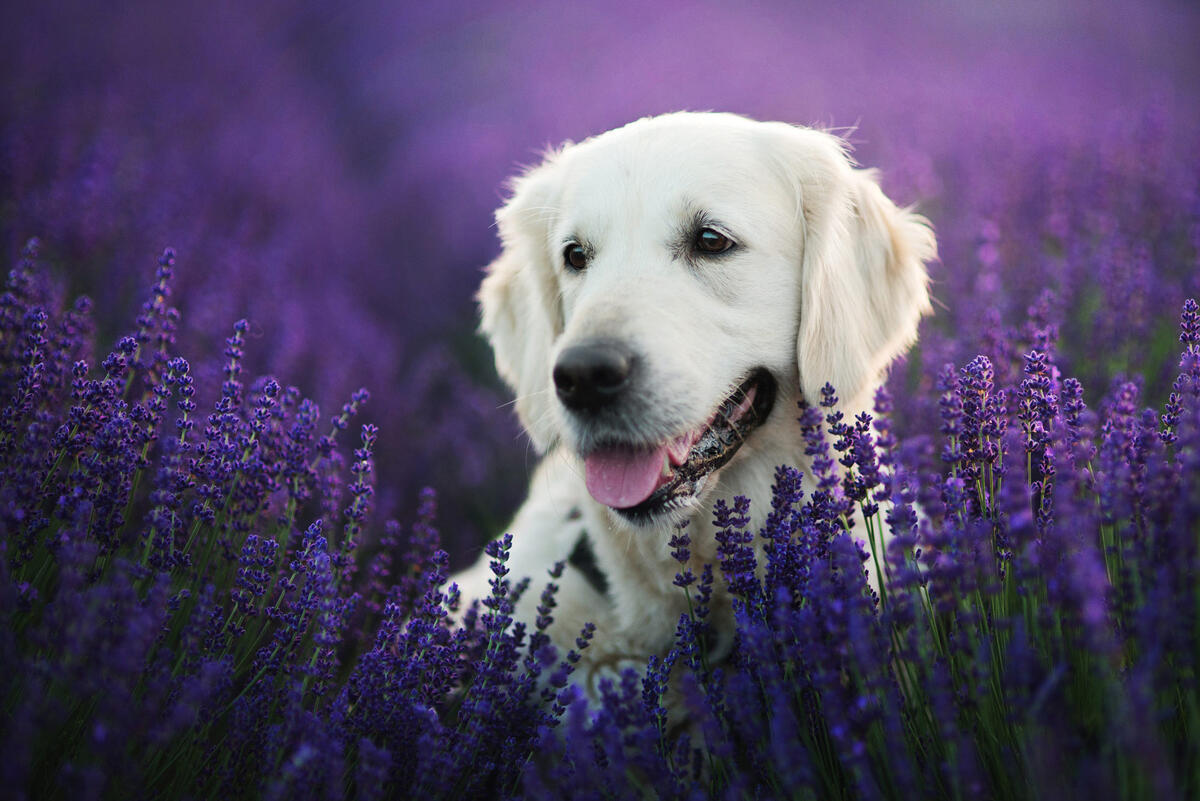 Retriever in lavender