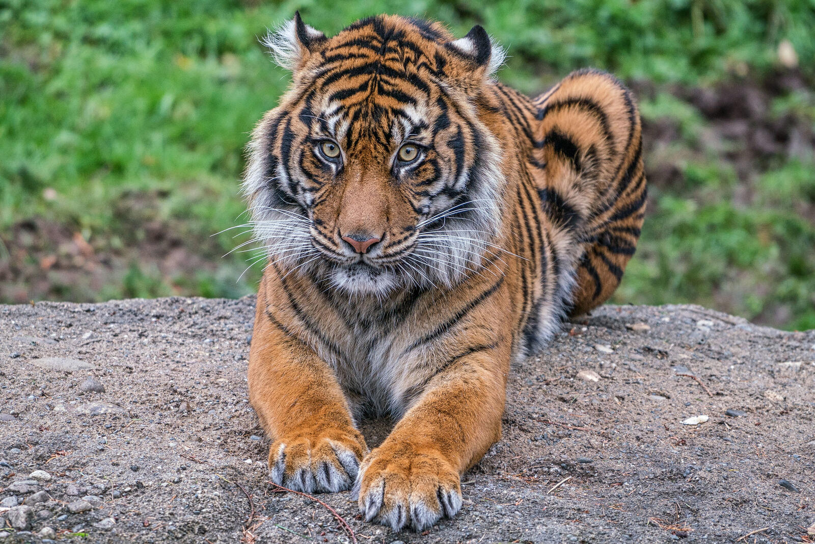 Wallpapers animals predators tiger on the desktop