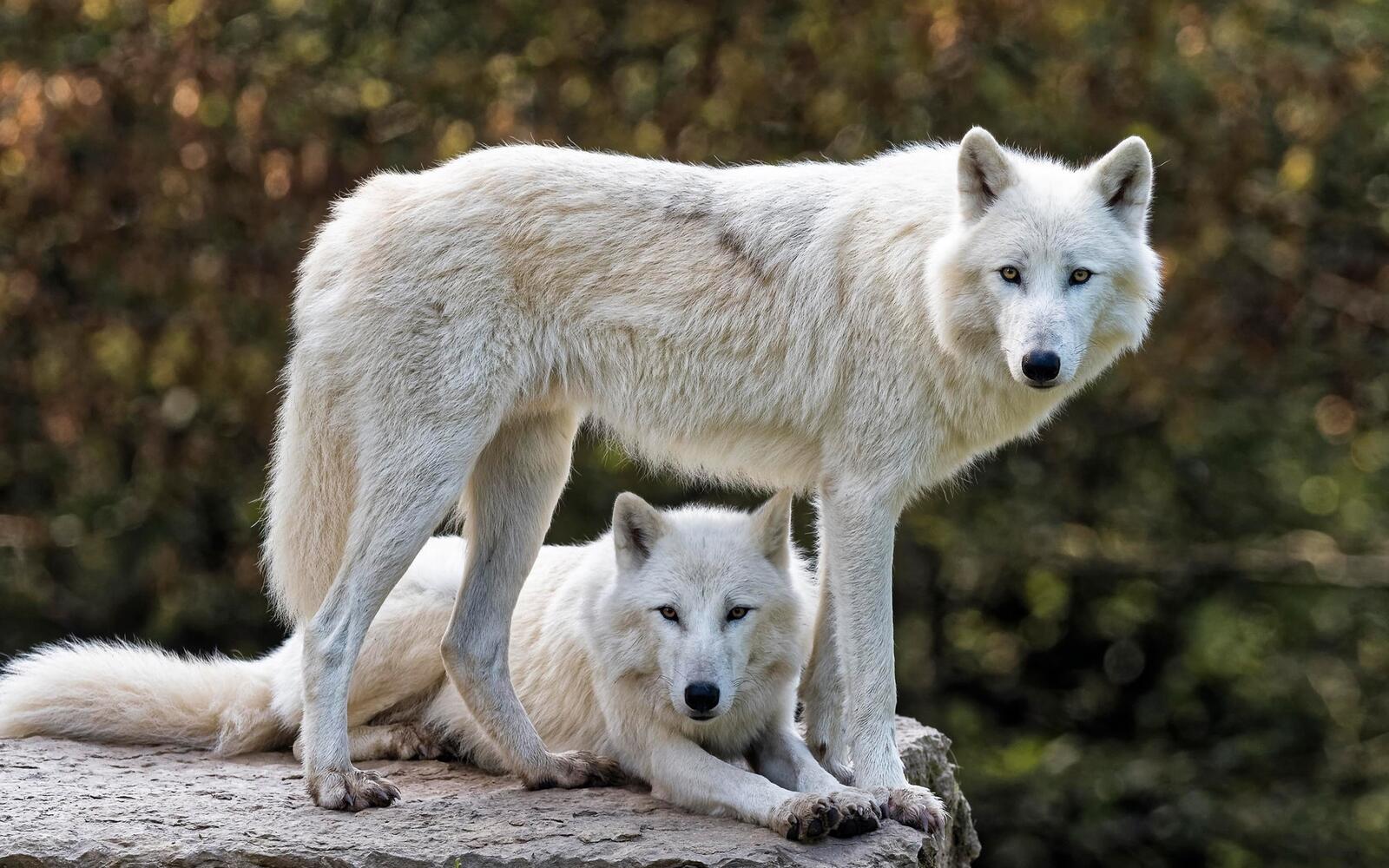 Обои Белые волки семья величественный на рабочий стол