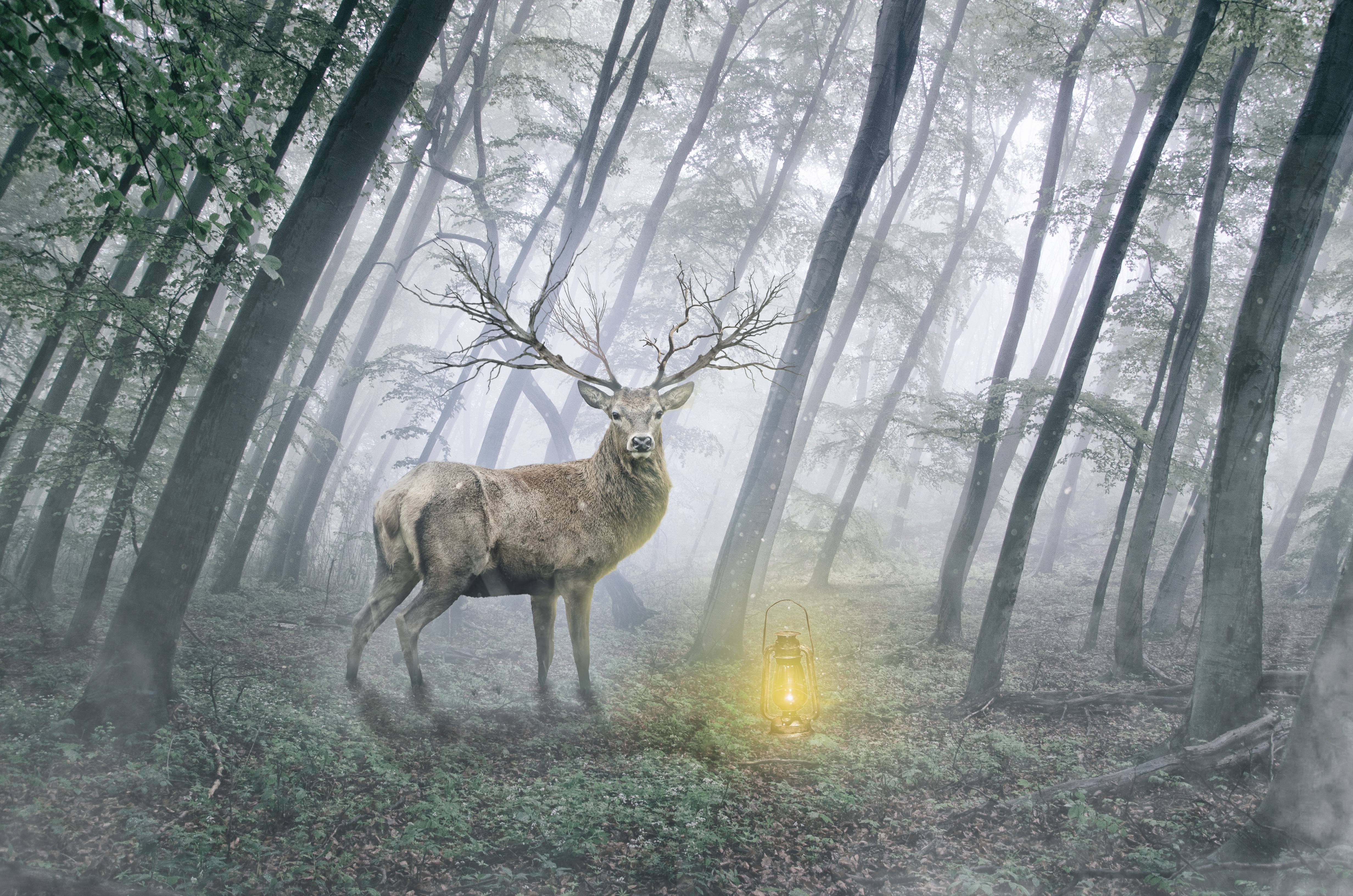 Wallpapers trees dawn deer on the desktop